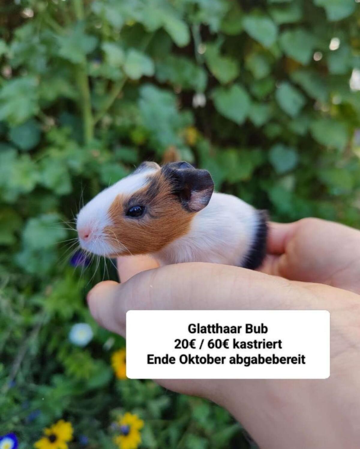 Meerschweinchen und Kaninchen 2