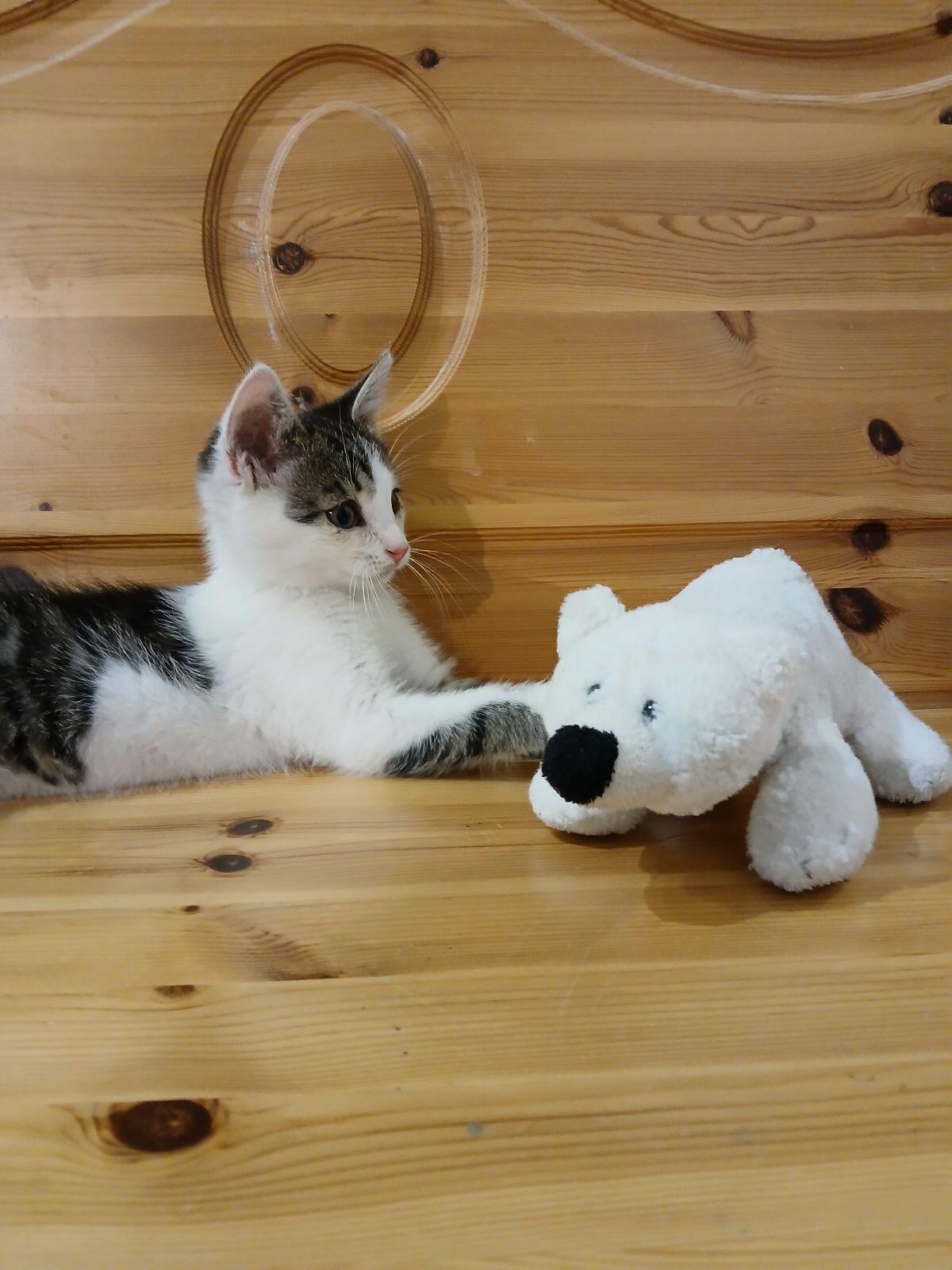 Katzenbaby (männlich) 1