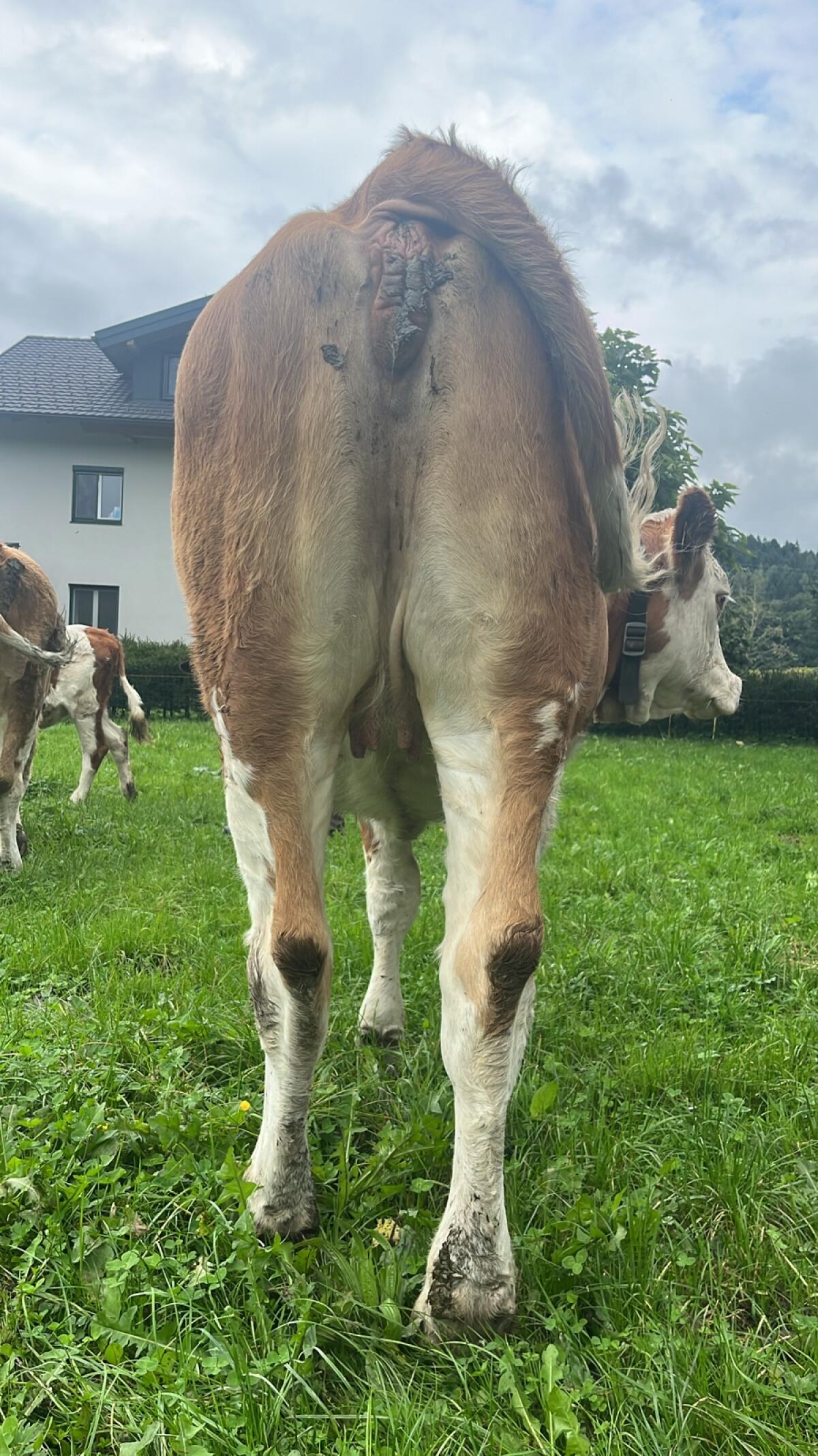 Trächtige FV 2