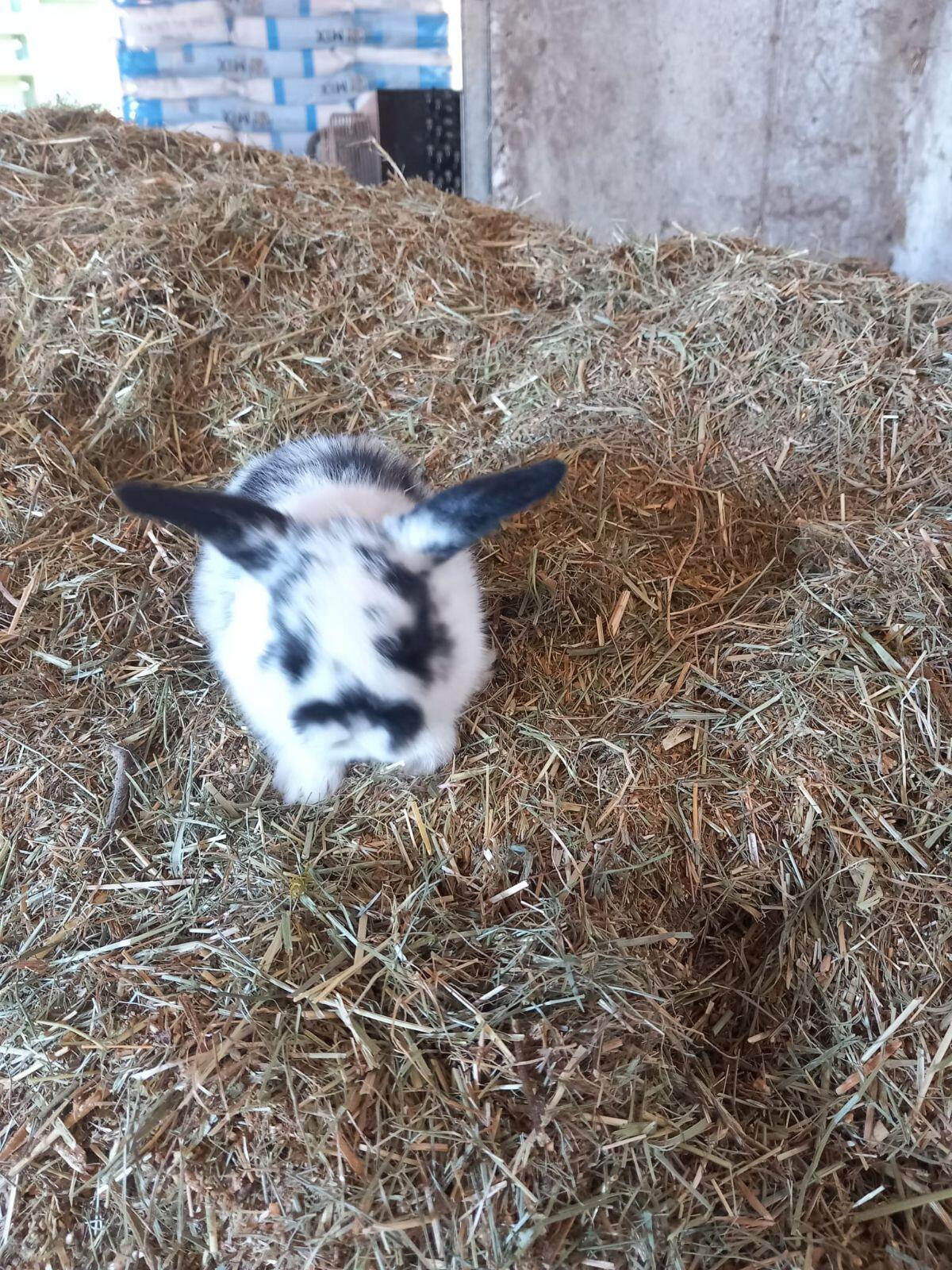 Zwergkaninchen 2