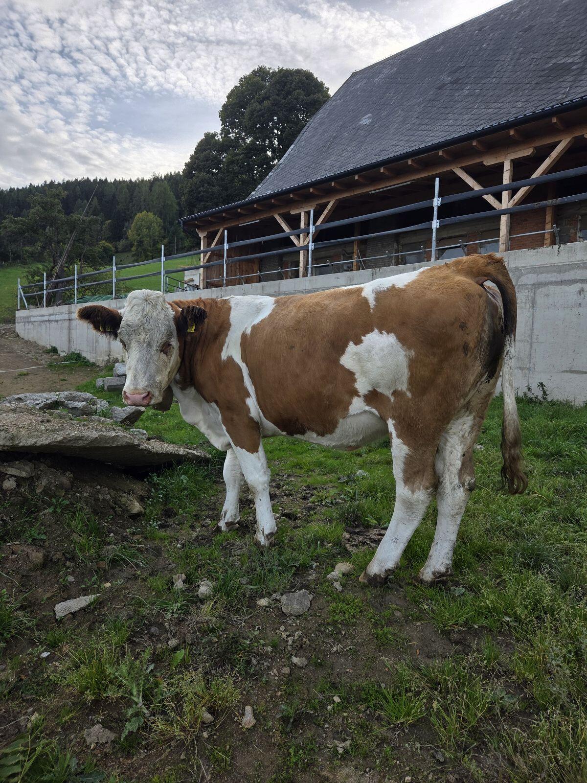 Verkaufe trächtige BIO-Kalbinen 2