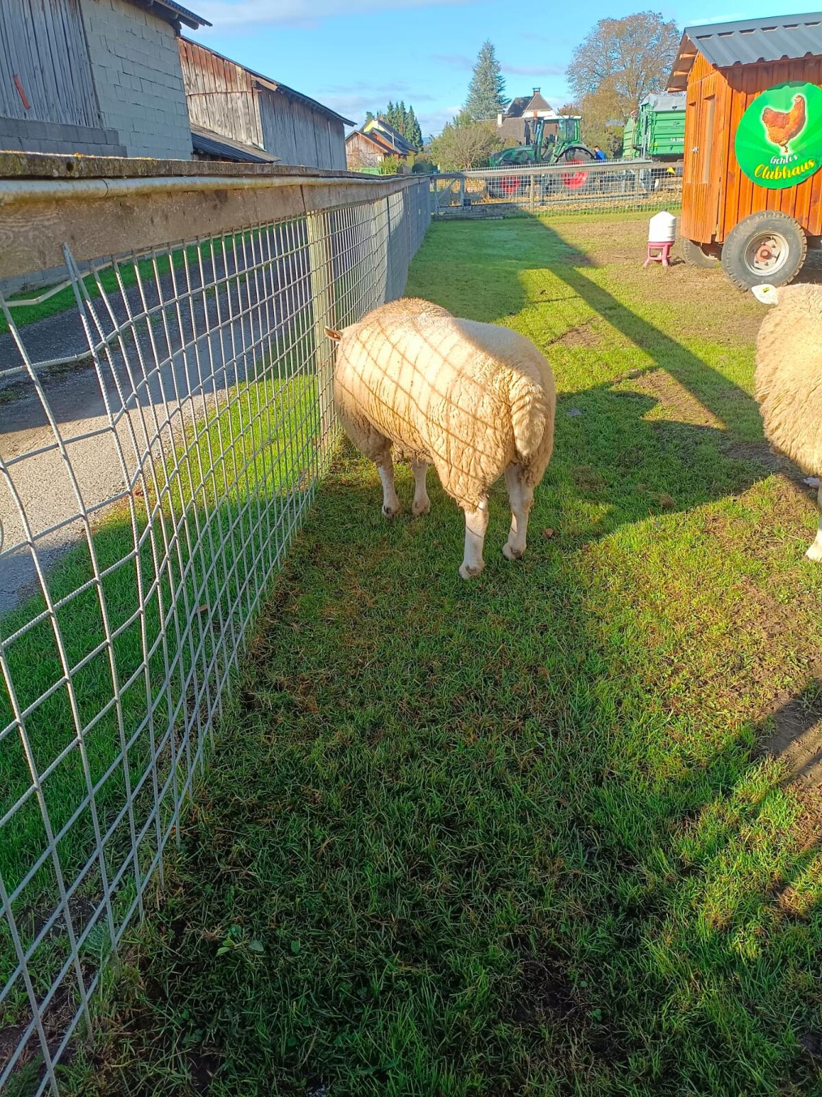 Texelschaf Bock 2