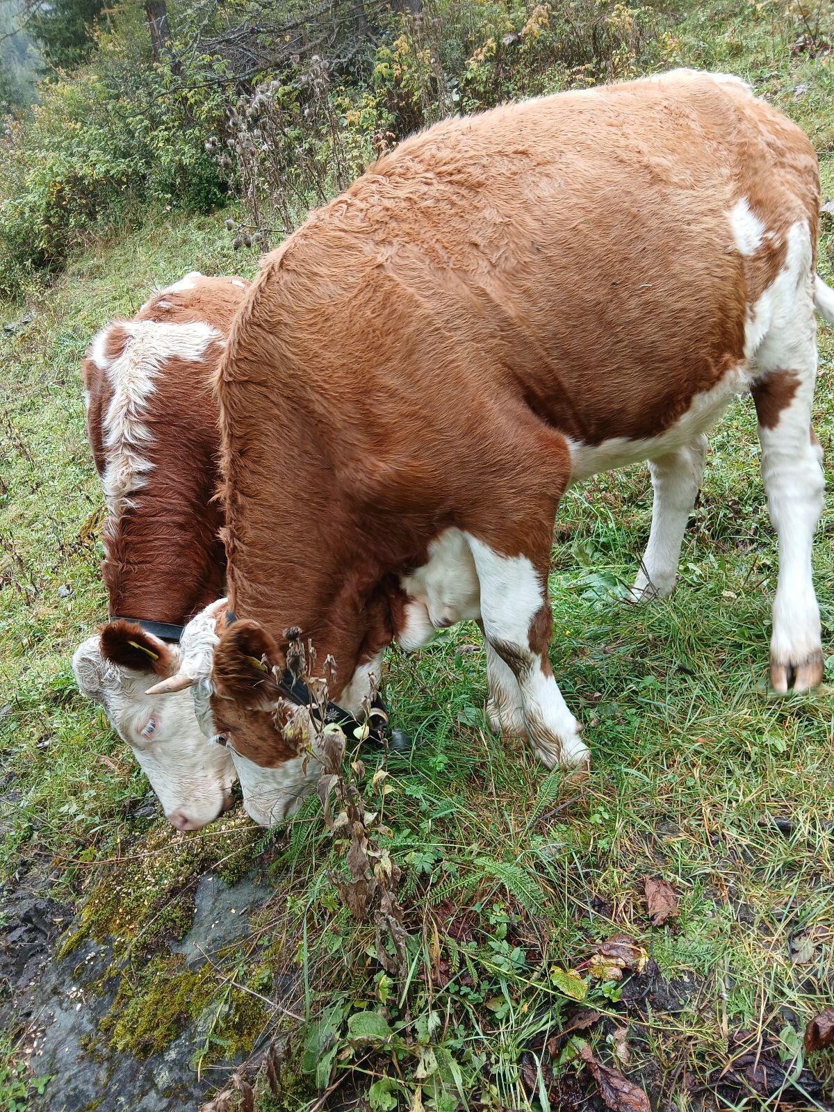 Fleckvieh Kalbin 1