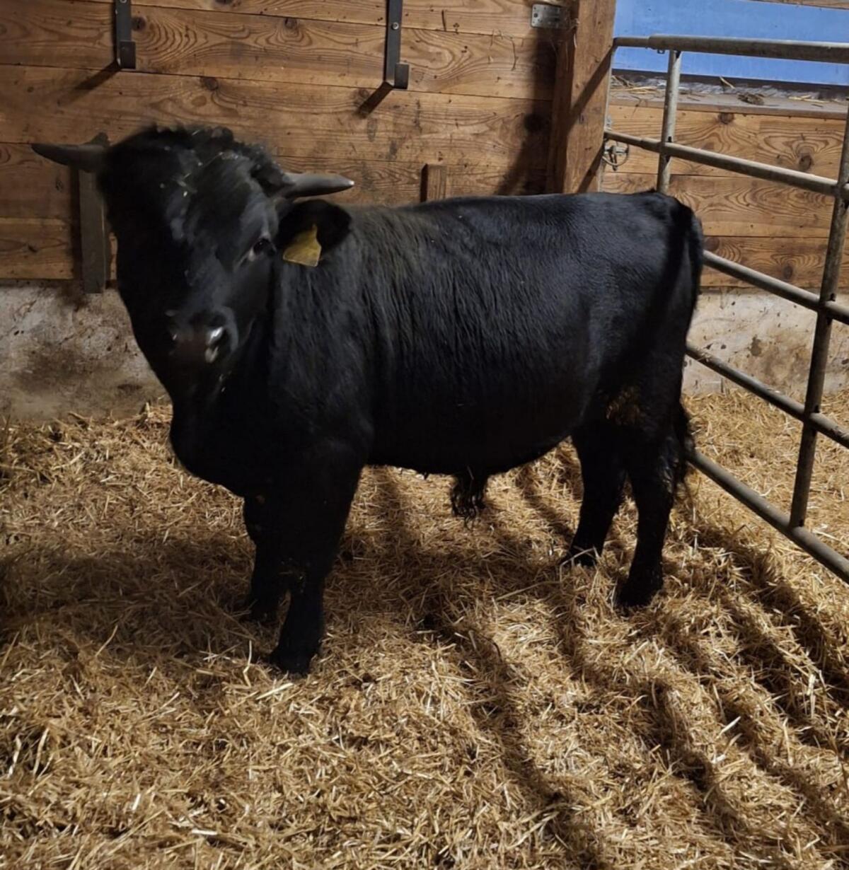Bio Dexter Stier 1