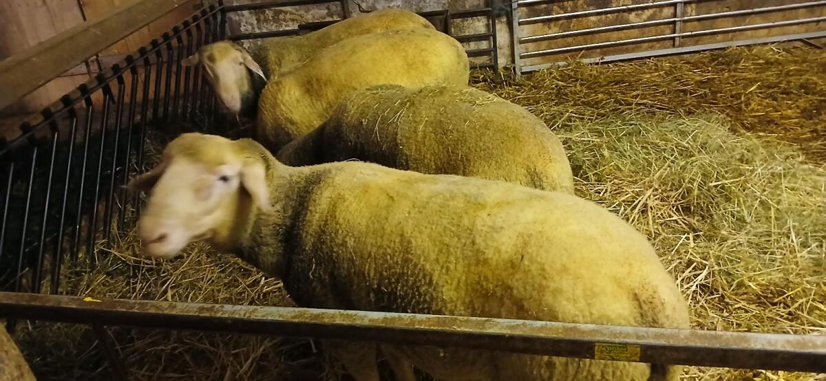 Merinowidder, Schafbock, Widder 3