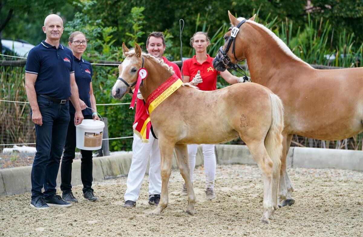 Haflinger Wallach - dem alle Wege offen stehen 3