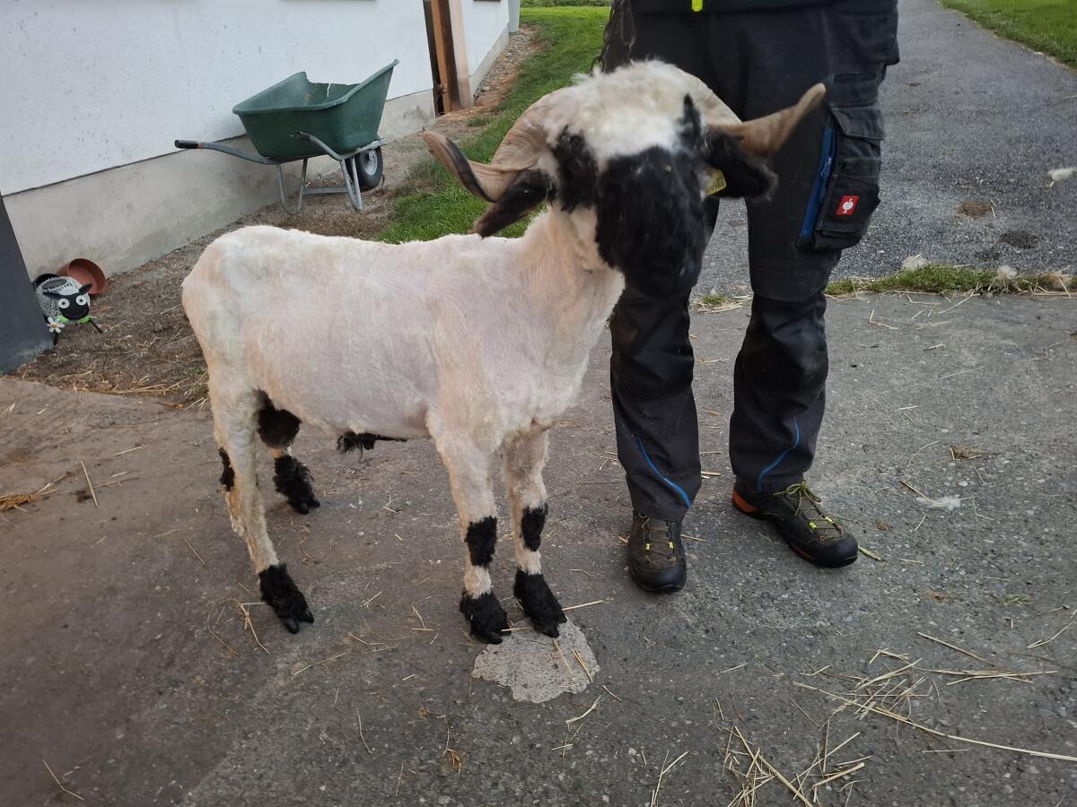 HB fähige Walliser Schwarznasen Widder 2