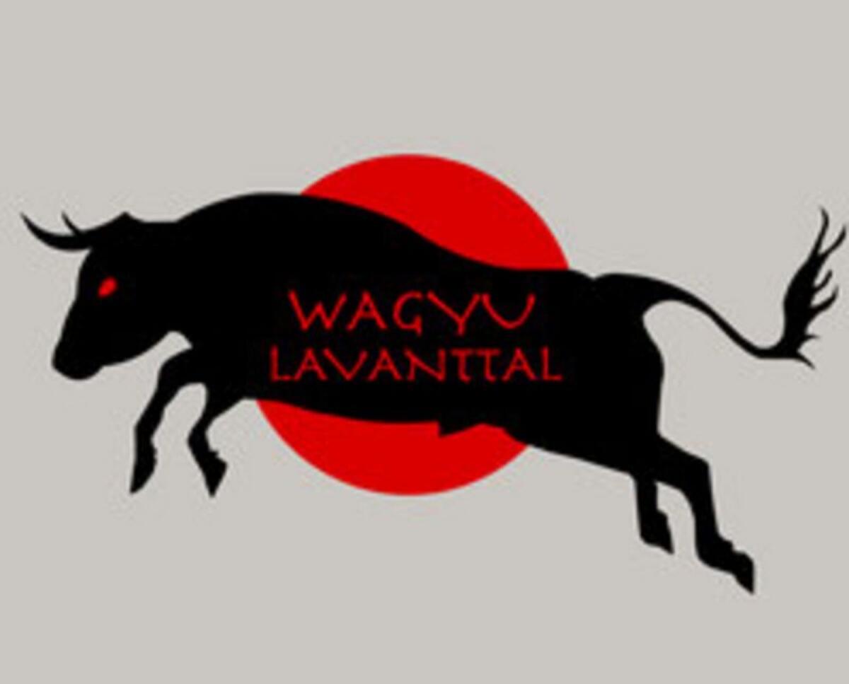 Interessante Wagyu-Kälber 2025 3