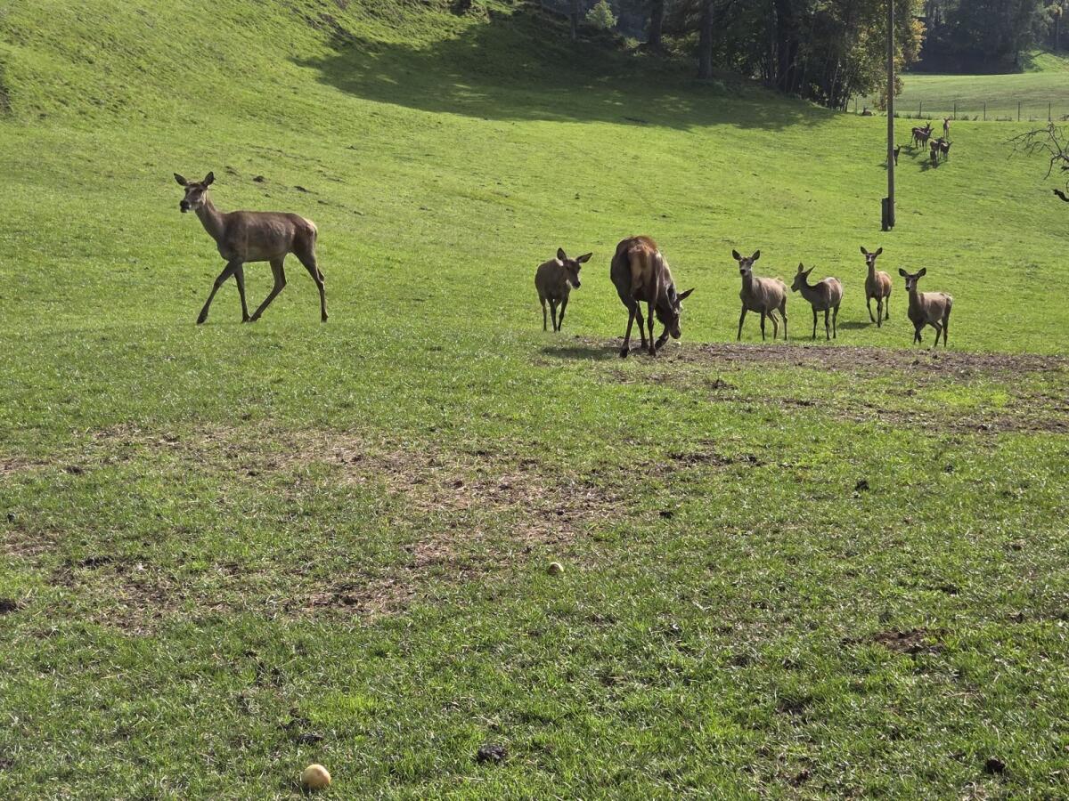 Rotwild Tiere Herde Zucht Kälber 2