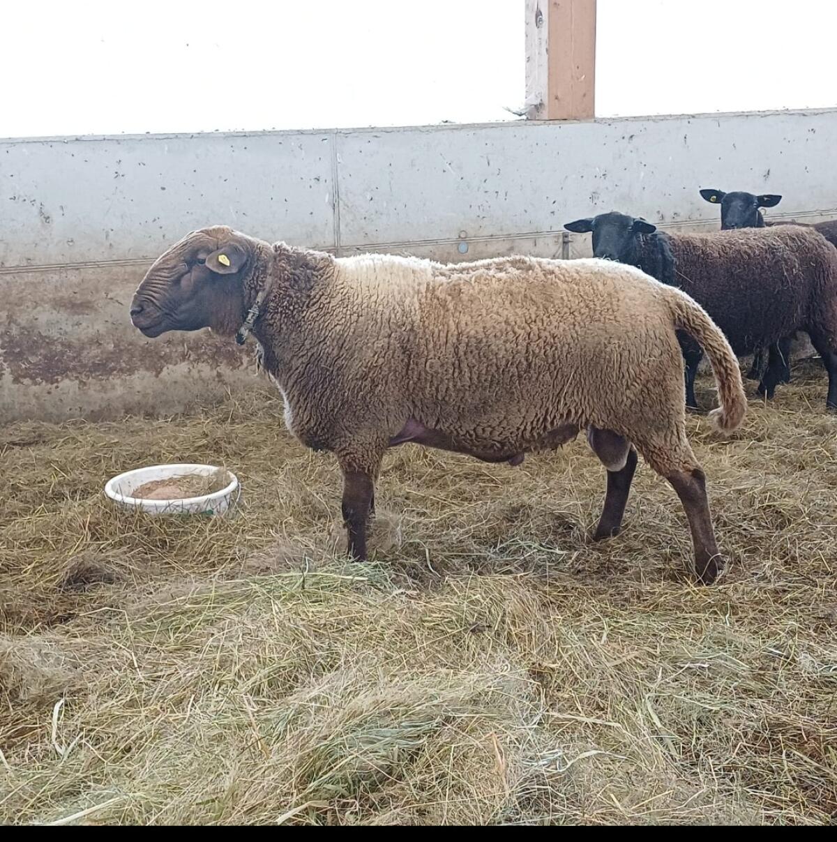 Jurawidder BIO Widder 1