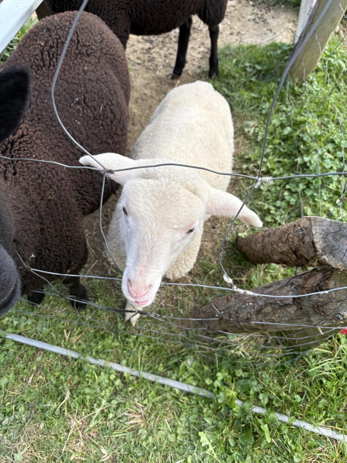 Merino Bocklamm 2
