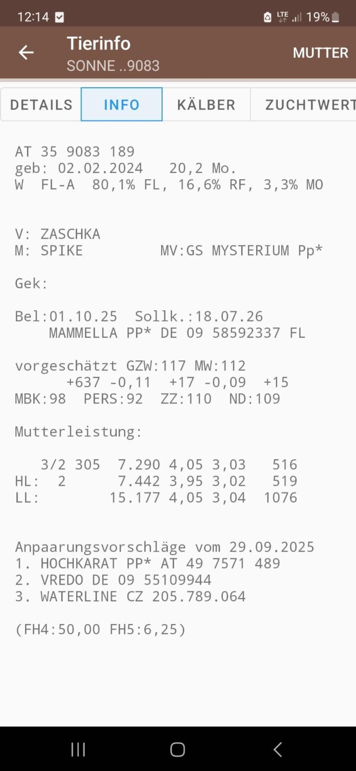 Fleckvieh Kalbin 1