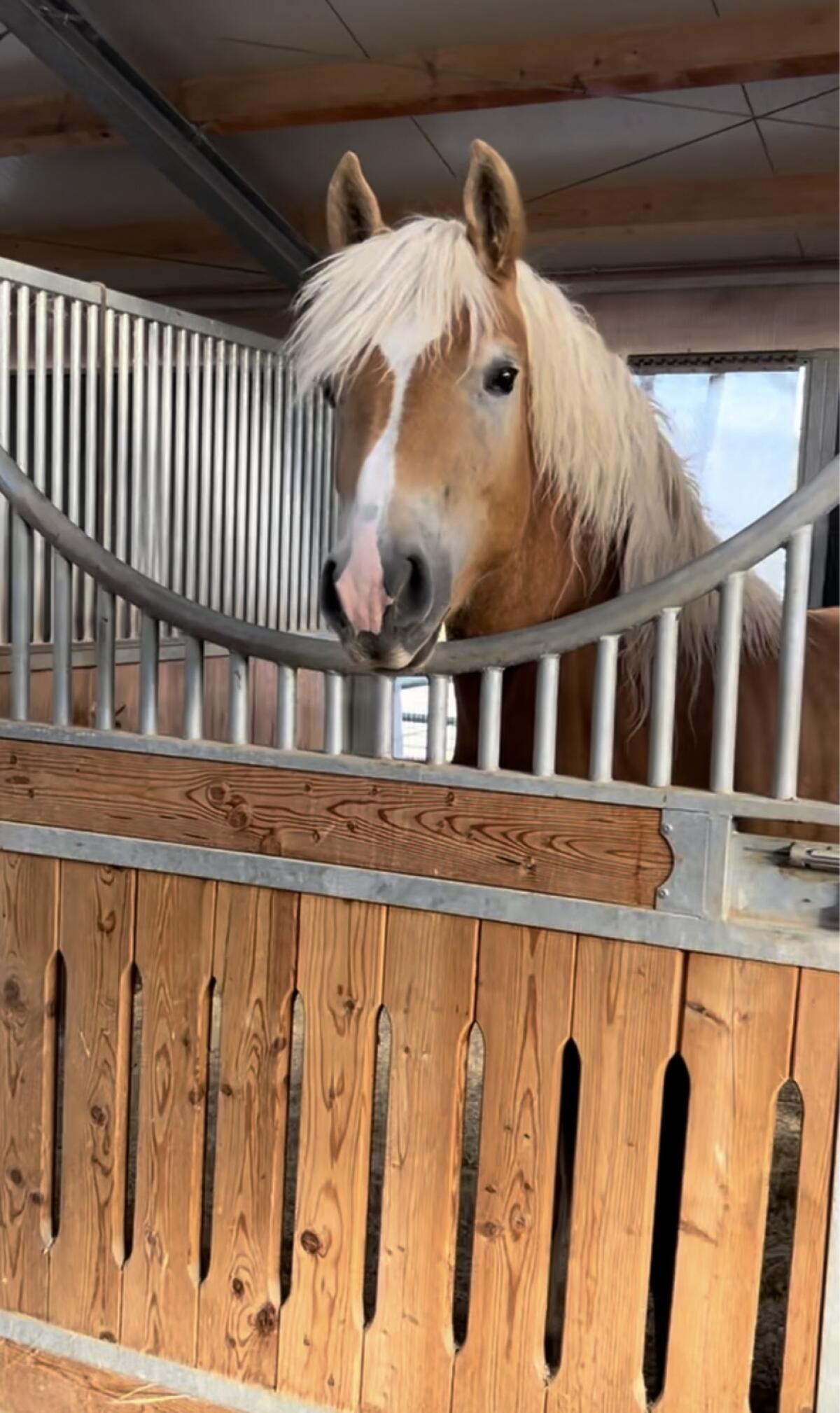 Haflinger Wallach - dem alle Wege offen stehen 2