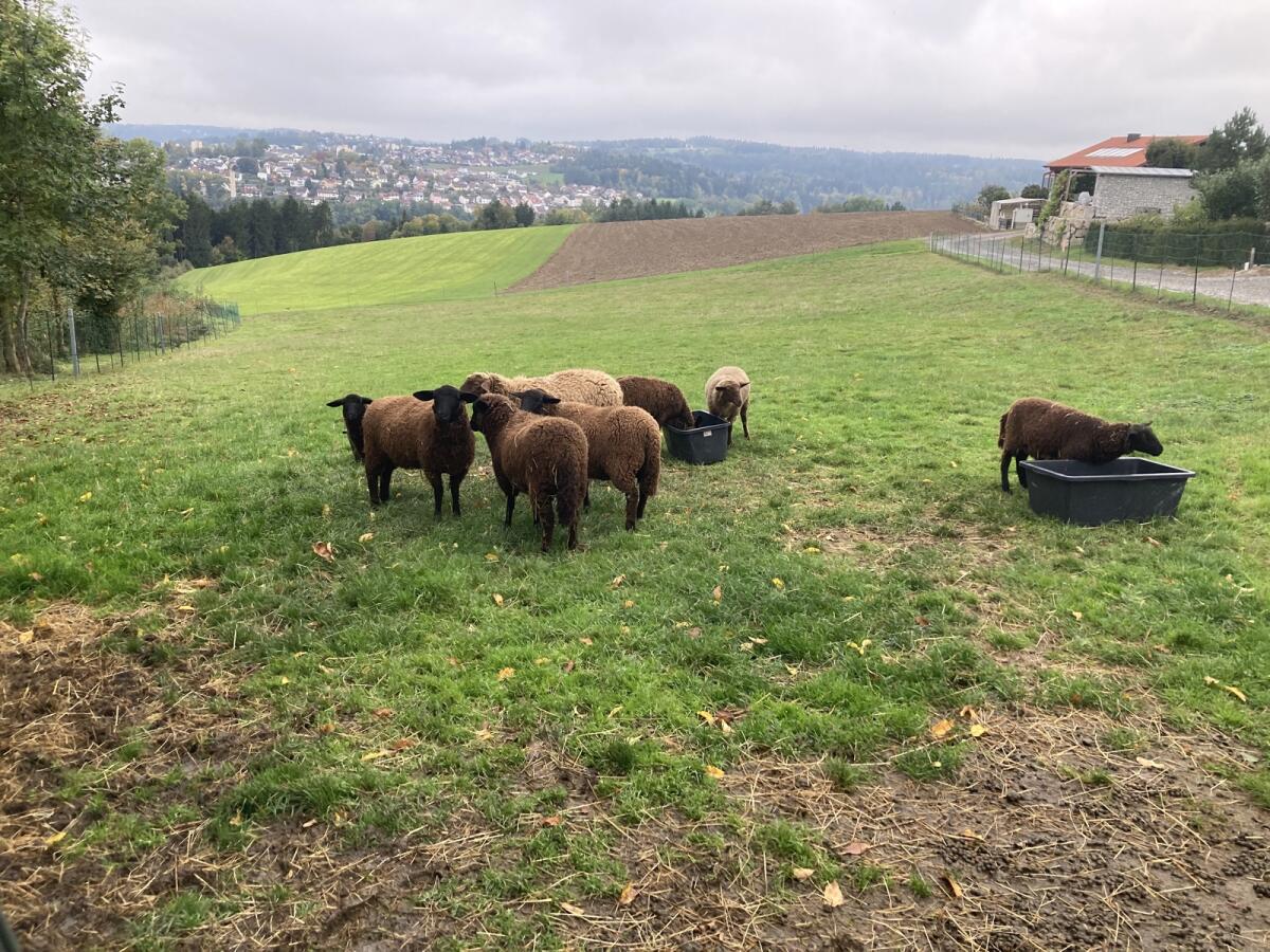 5 Flaschenlämmer suchen neues Zuhause 2