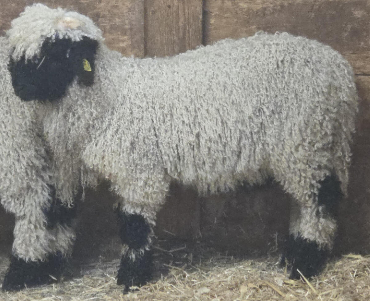 Schwarznasenwidder 1