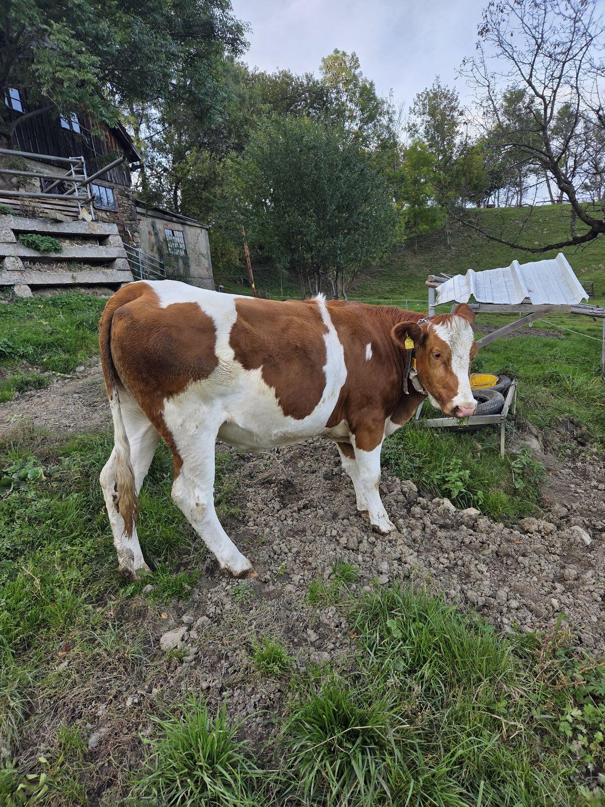 Verkaufe trächtige BIO-Kalbinen 1