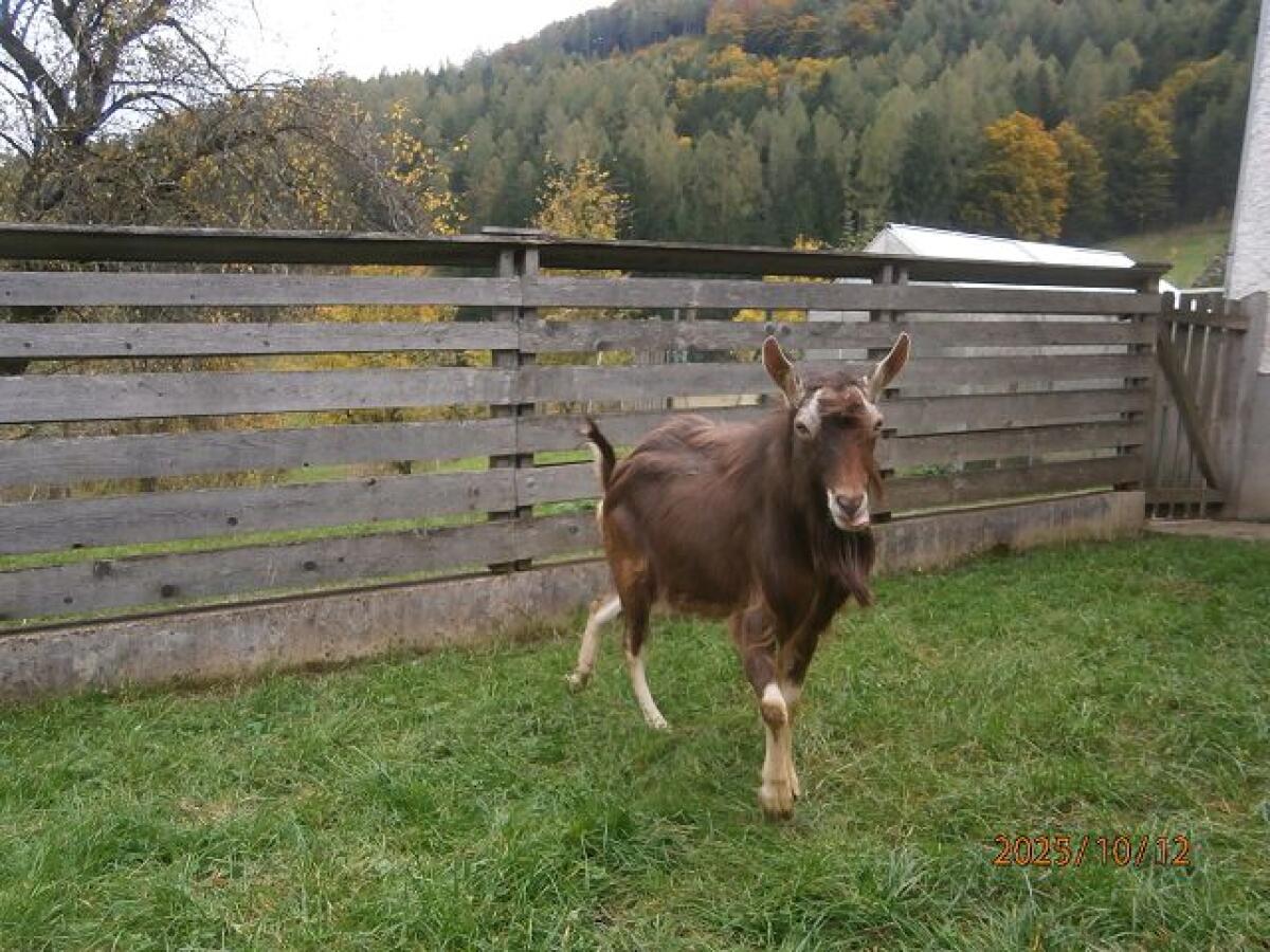 Ziegenbock 2