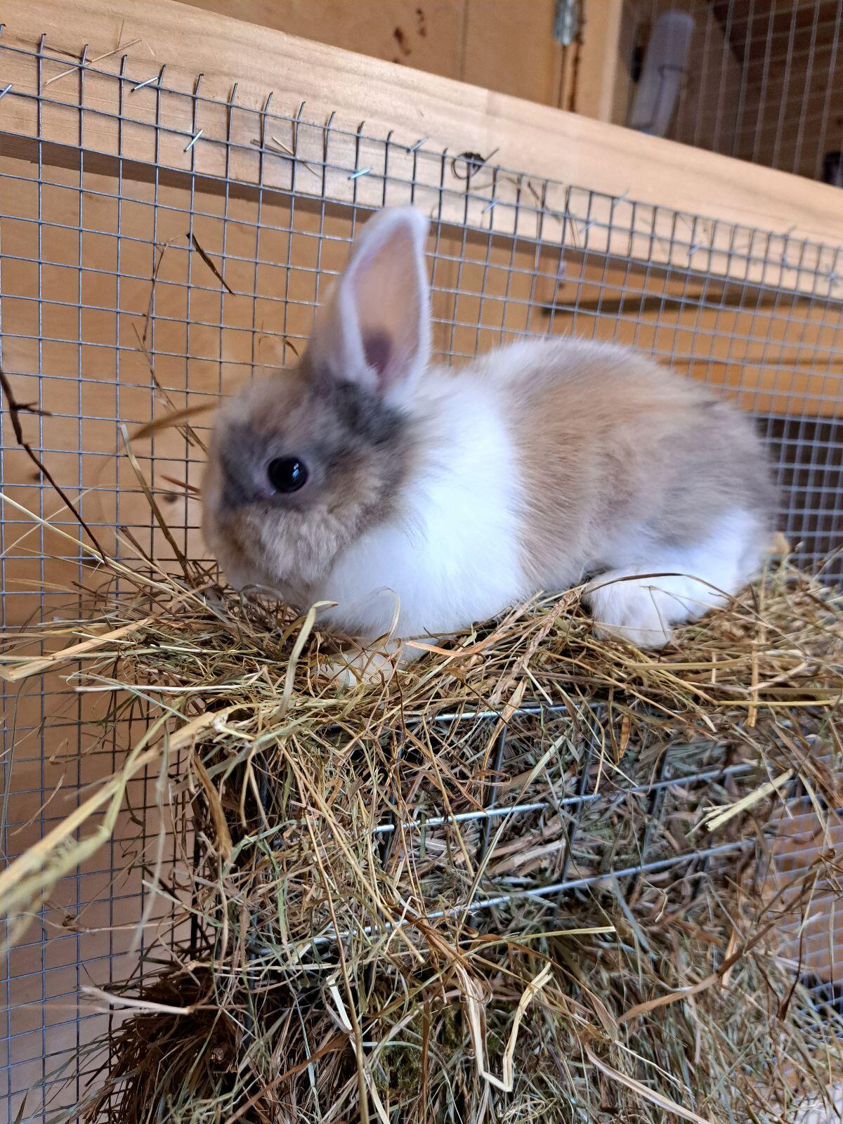 Löwenkopfhase 2