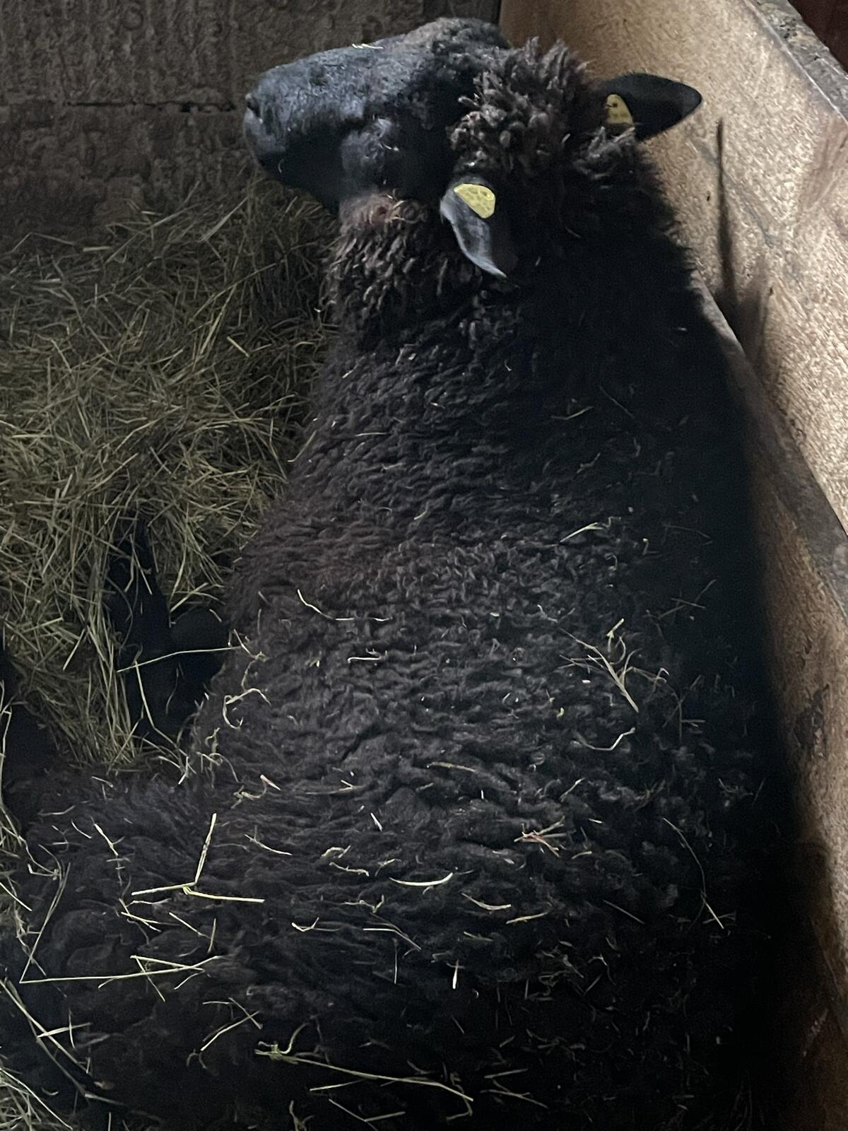 Merino/Texl Bock & Jura/Texl Bock 2