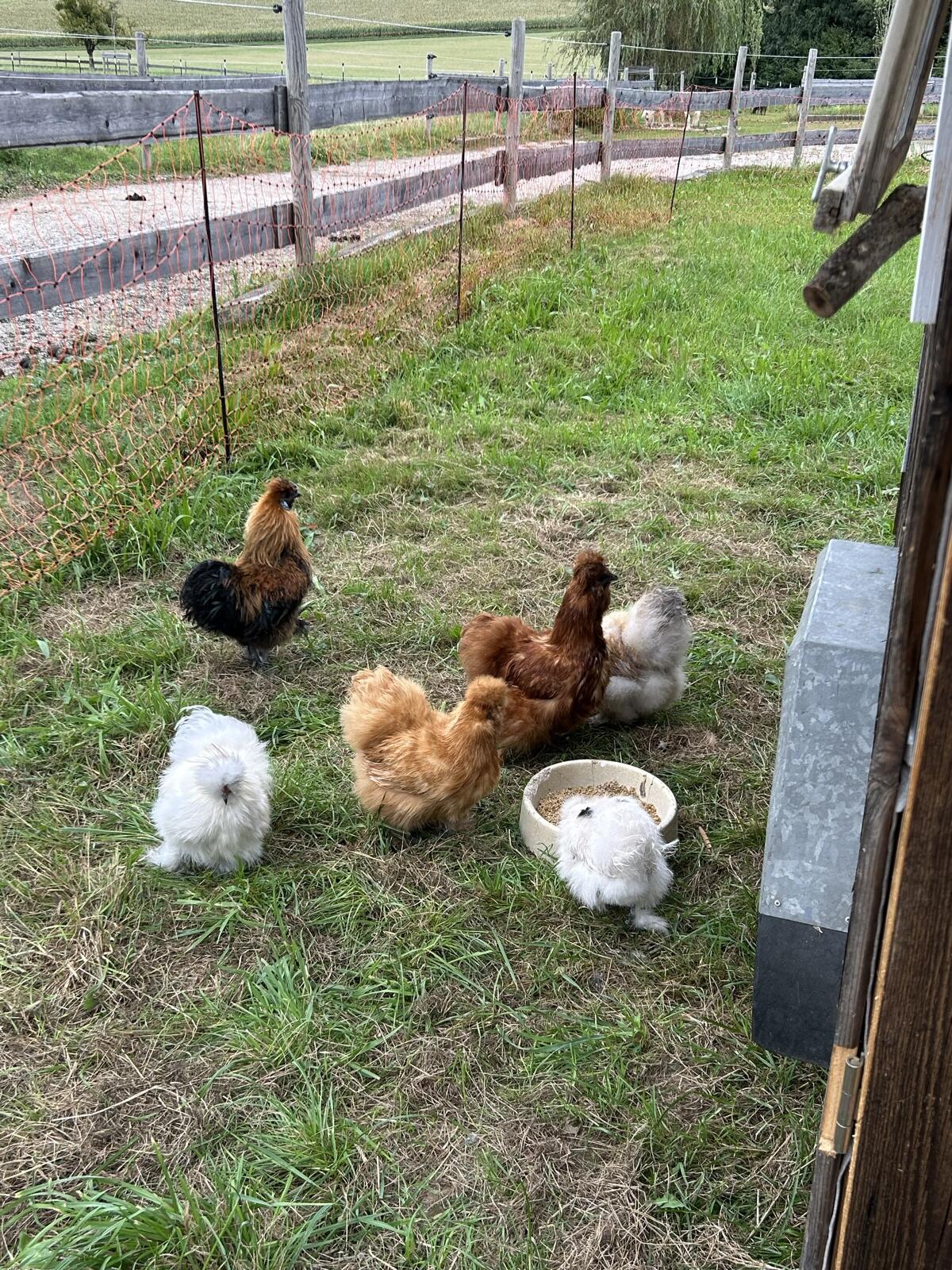 Zwergseidenhuhn-Küken 1