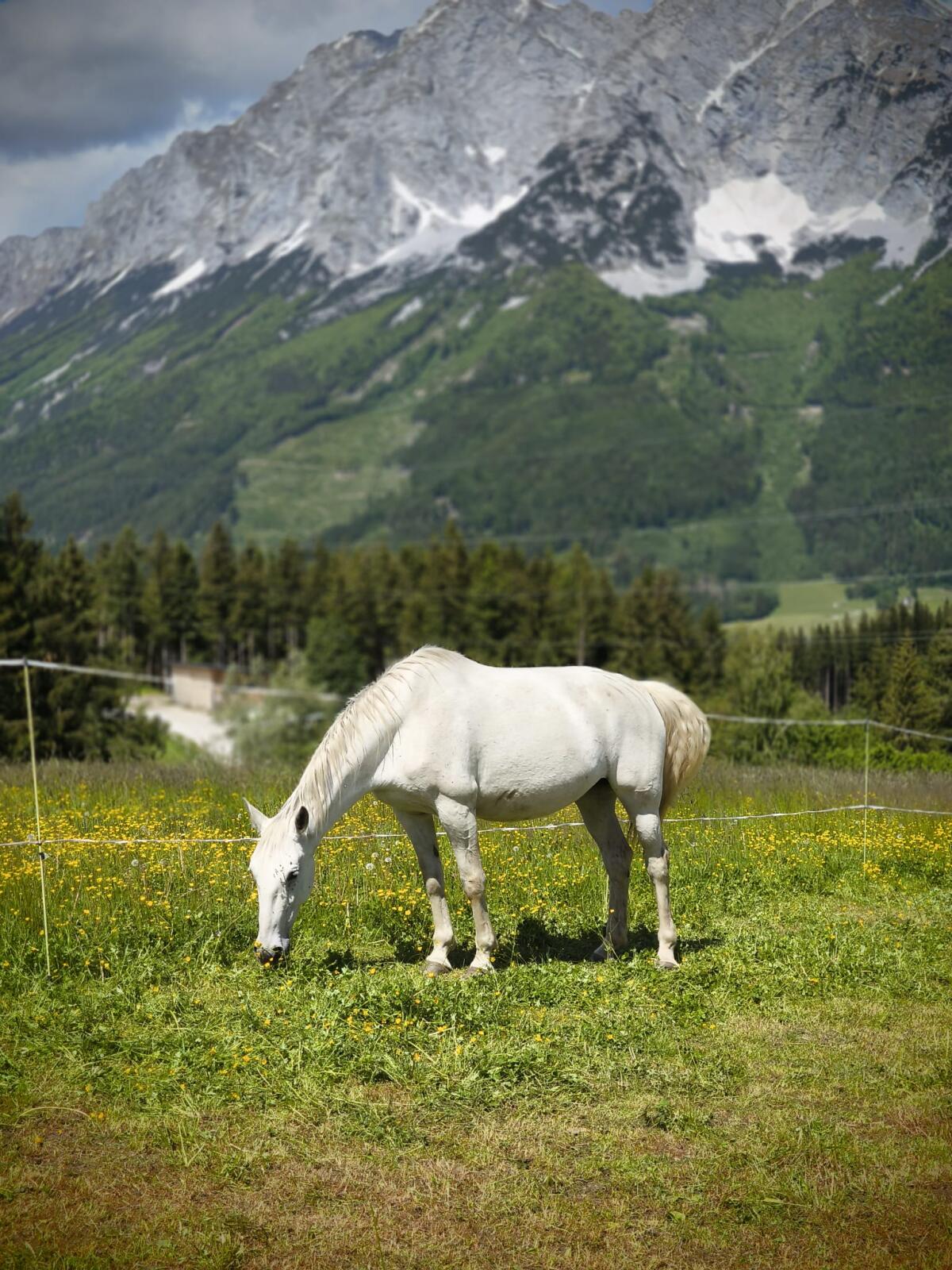 Liebe Lipizzanerstute zu verkaufen 3