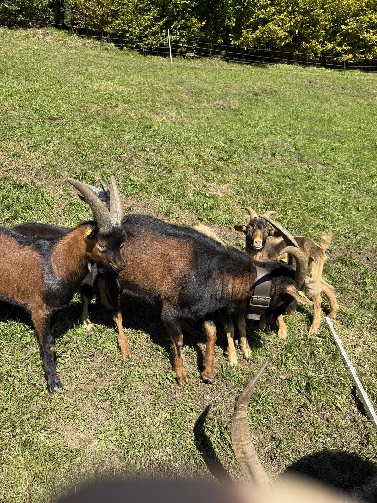 Aosta Bock 1,5 Jahre 3