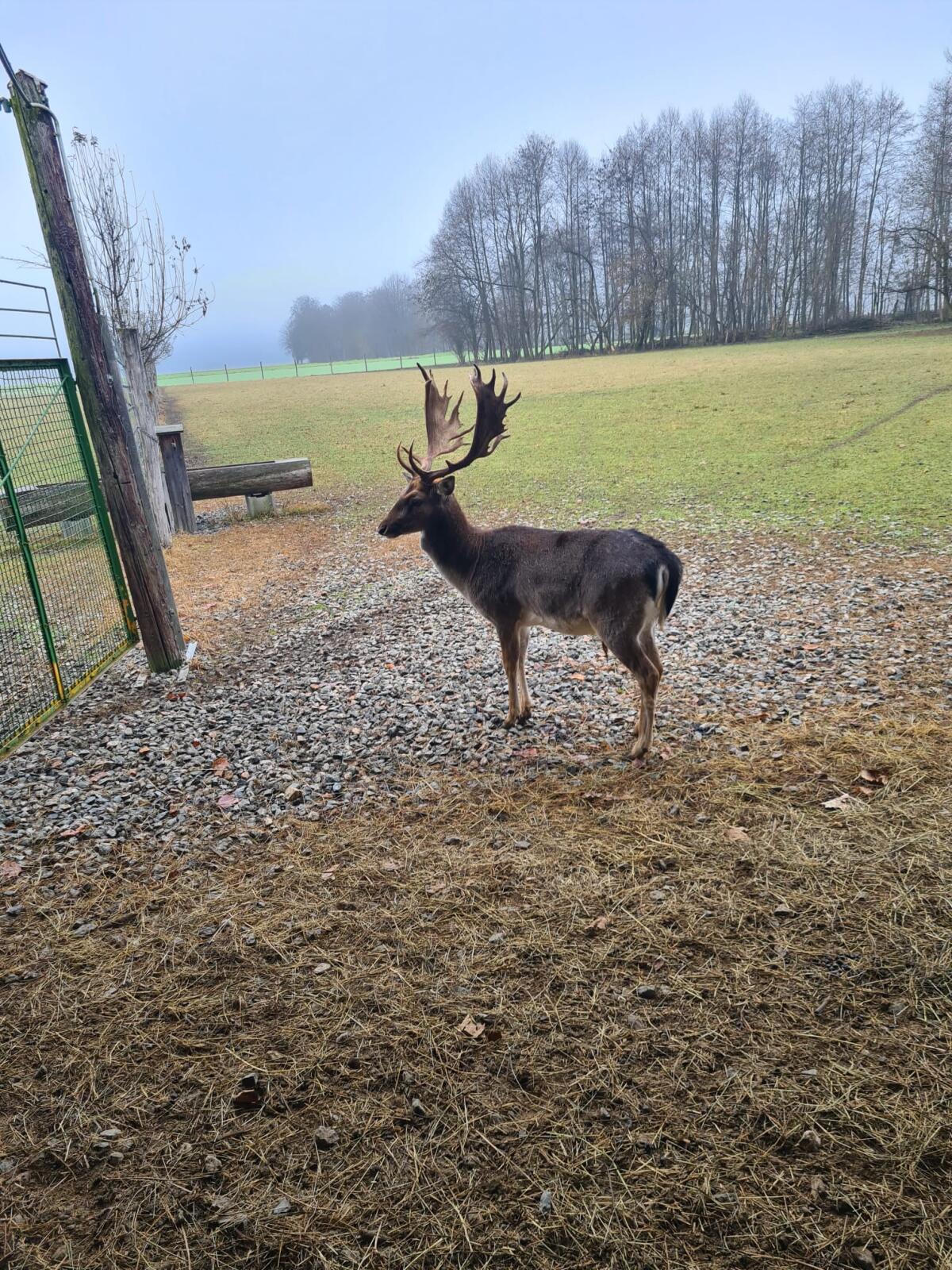 Rot- und Damwild für Zucht 3