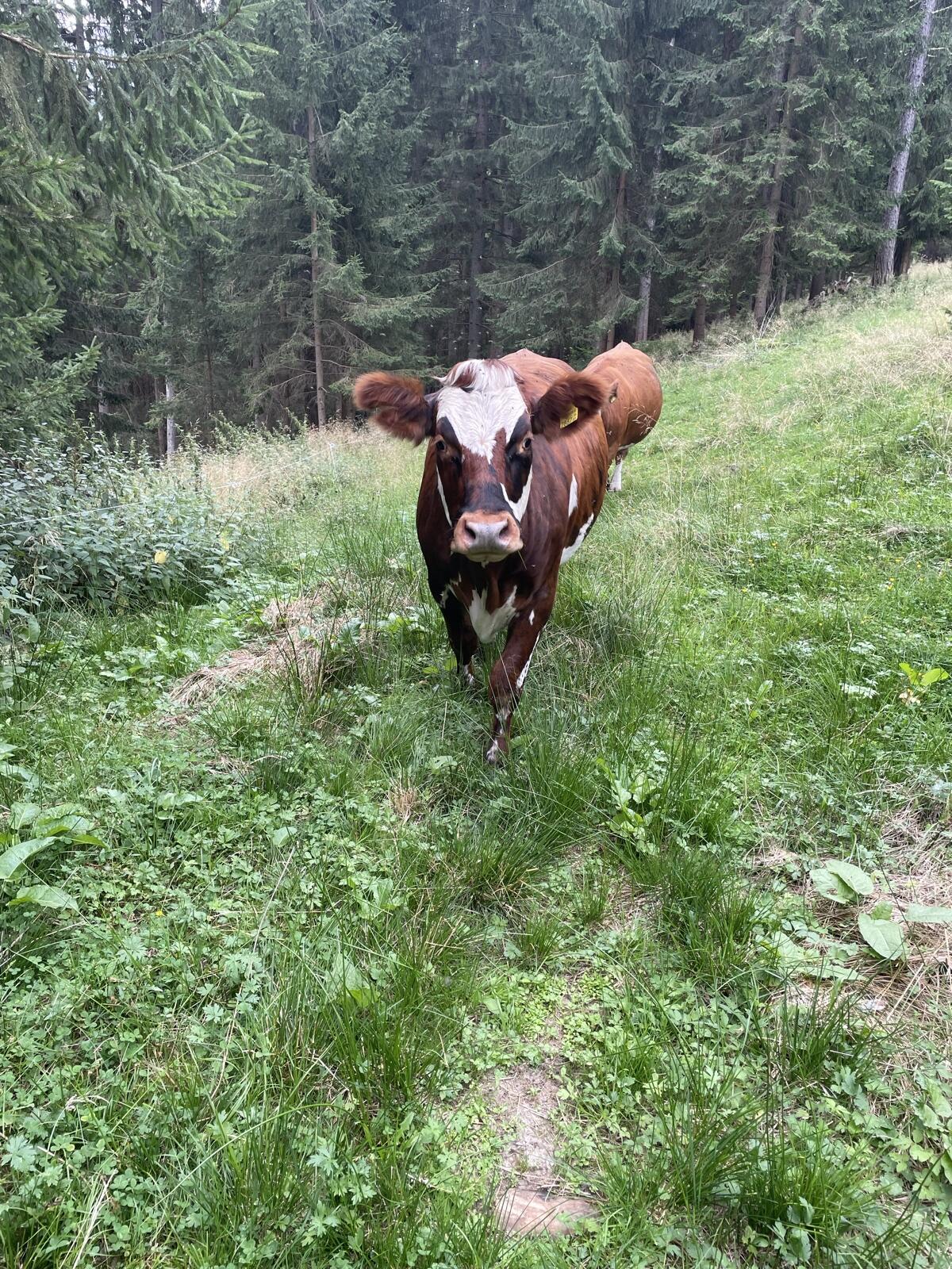 Normande x Fleckvieh Kalbin 2