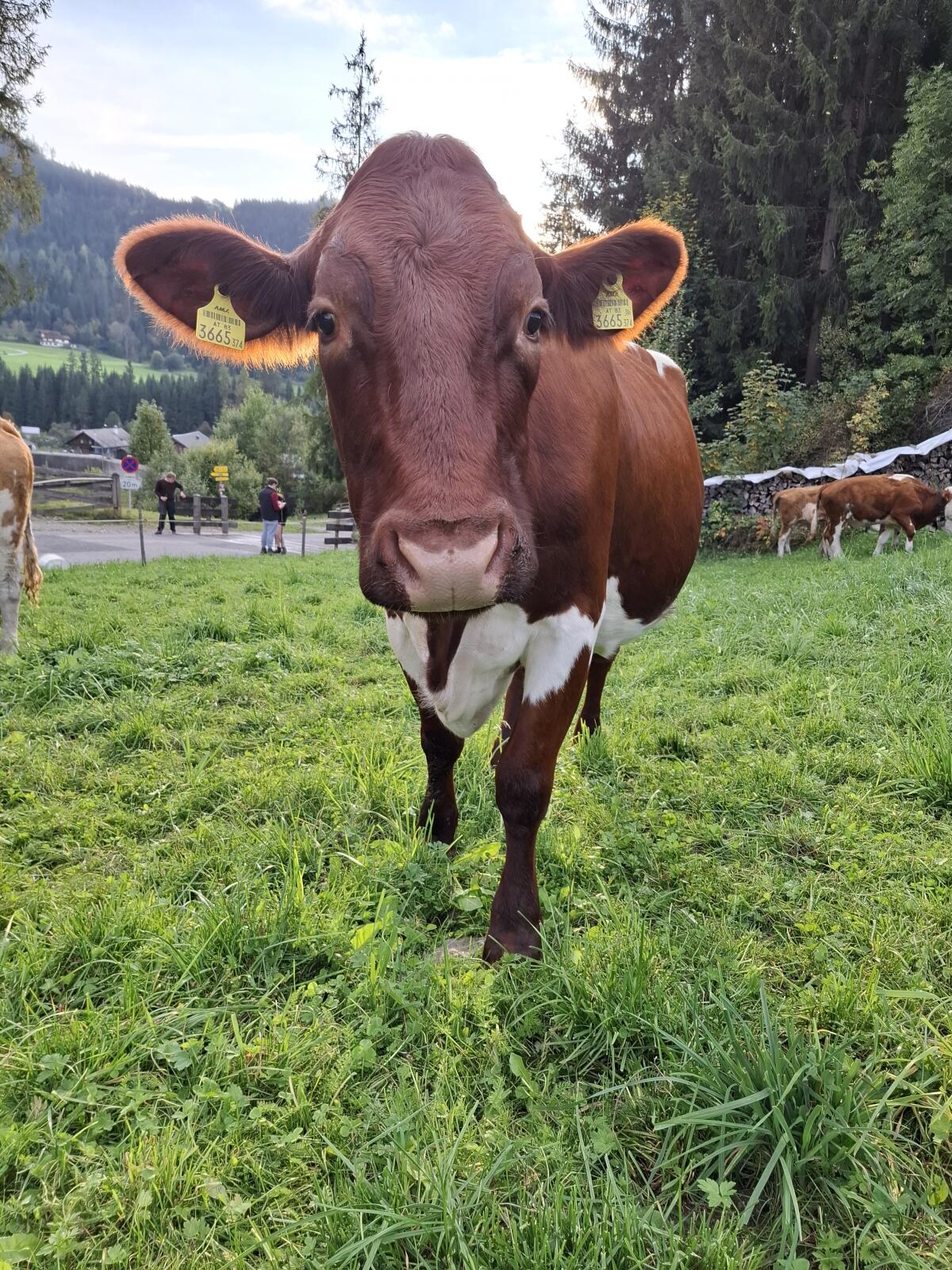 Reinrassige Bio Pinzgauer Kuh, trächtig 3