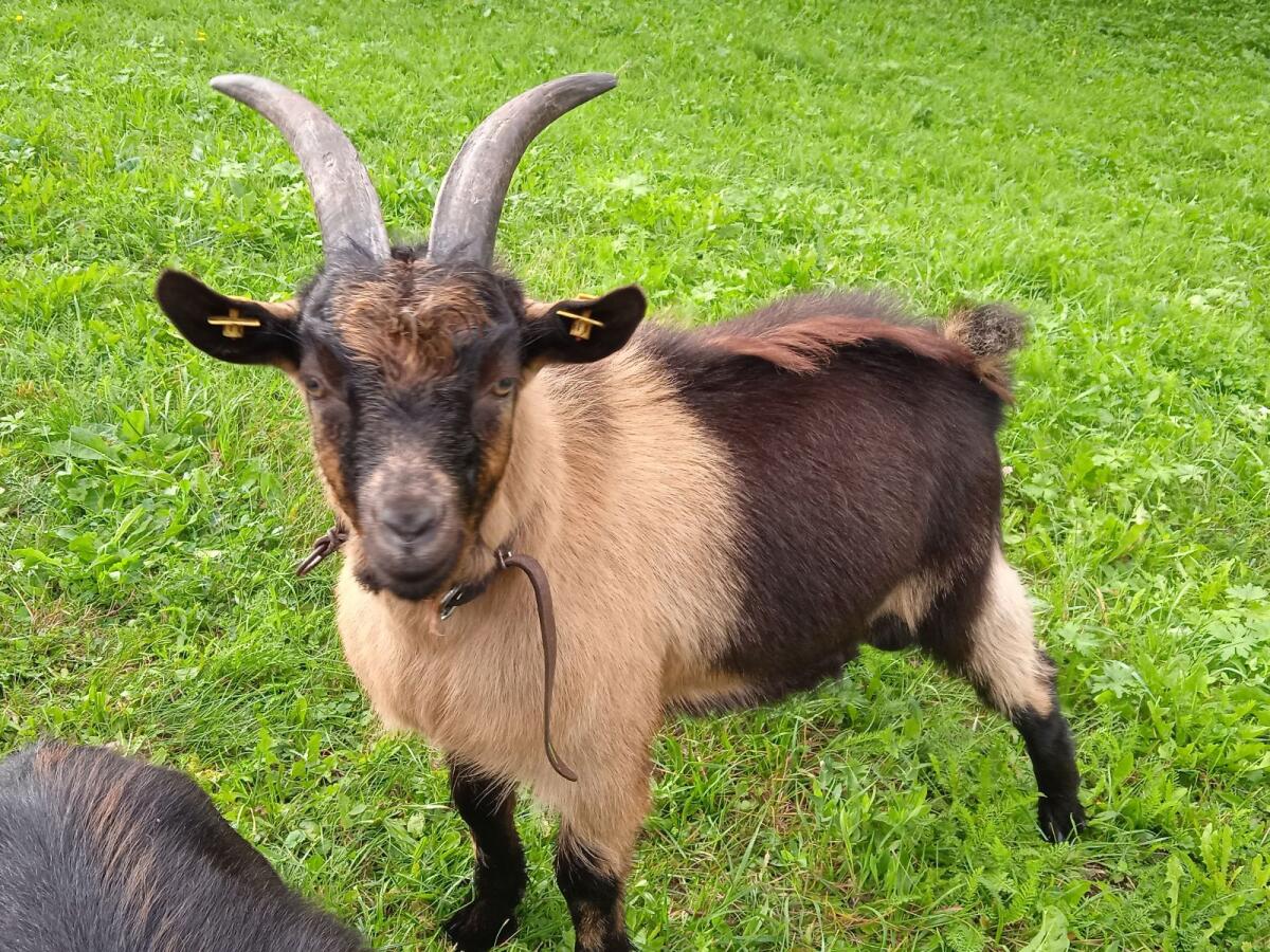 Passeirer Jungbock 1