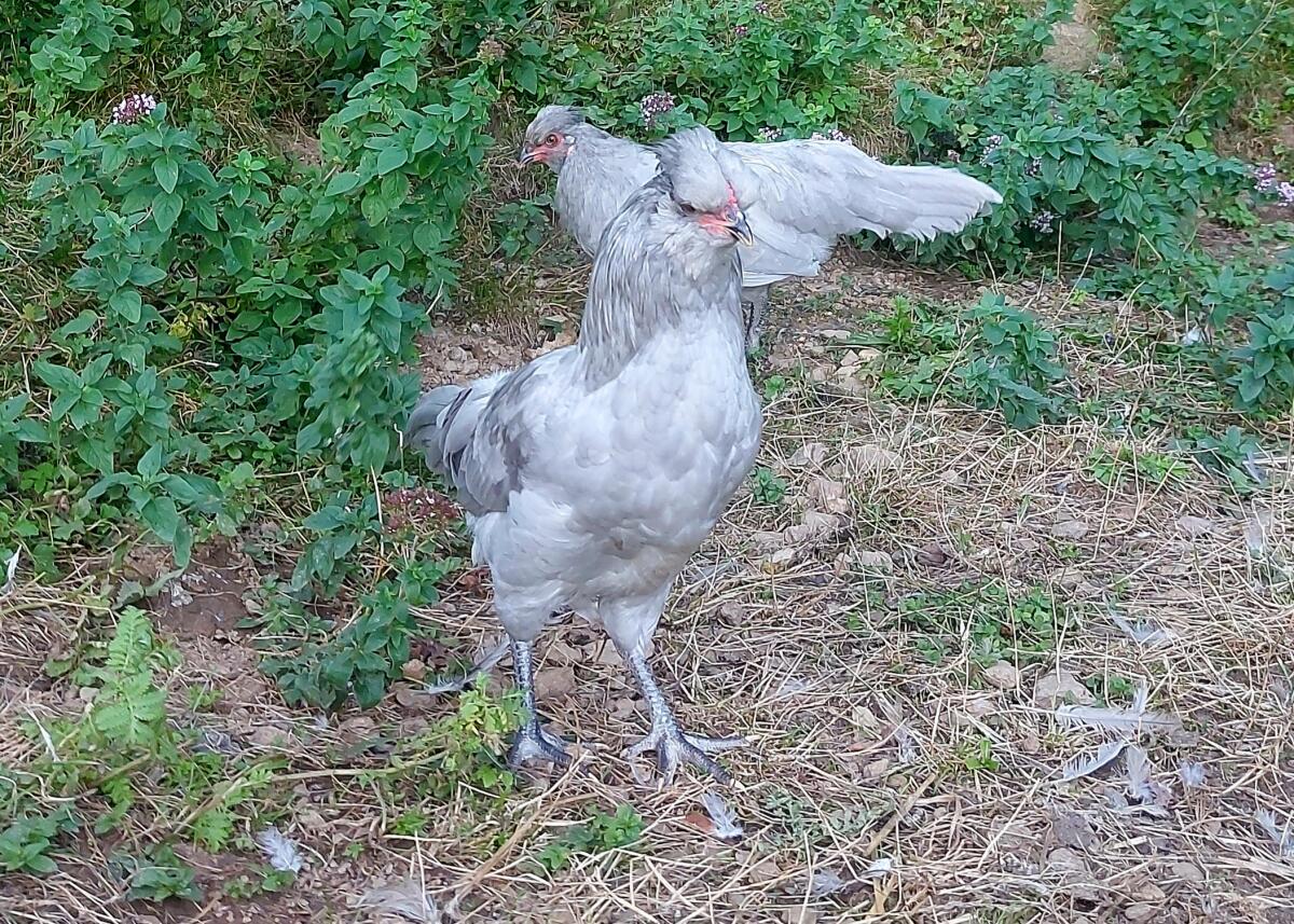Lavender Araucana 3