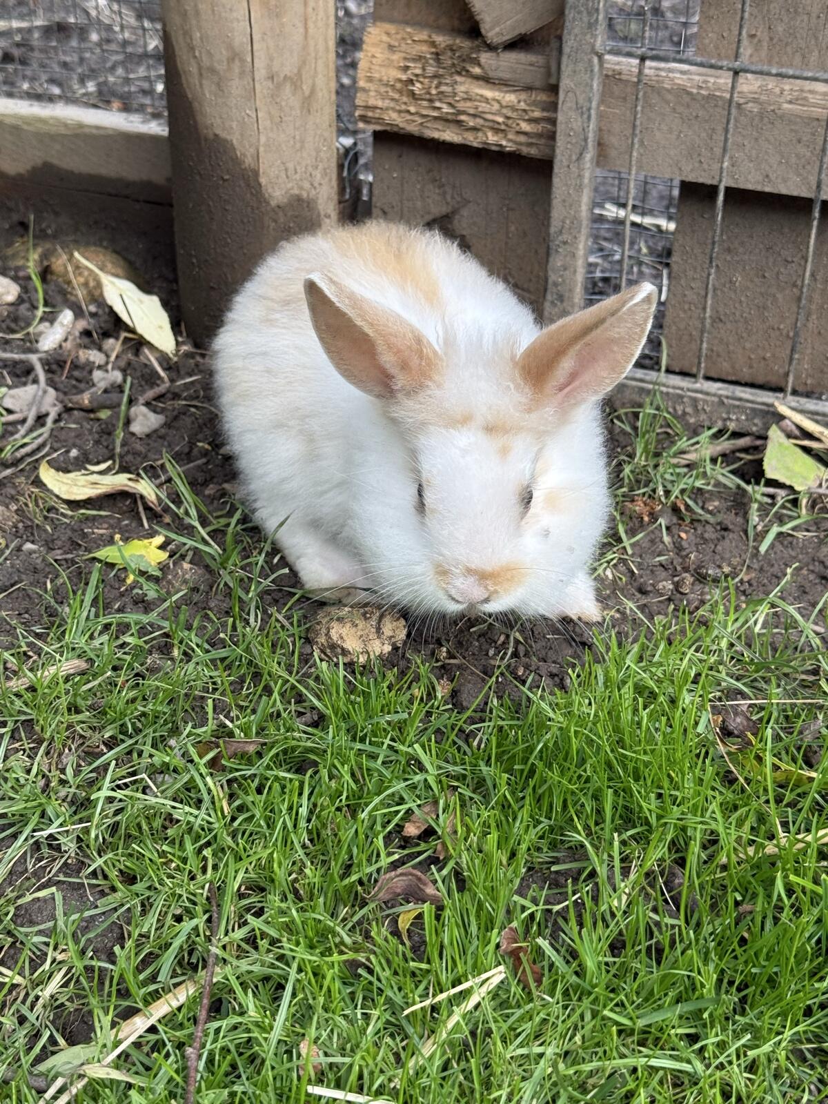 Löwenkopf-Kaninchen 1