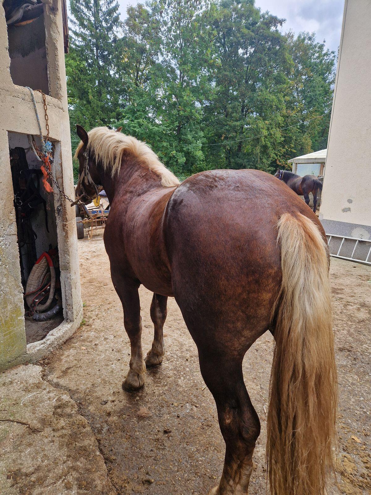 Noriker Hengst 2