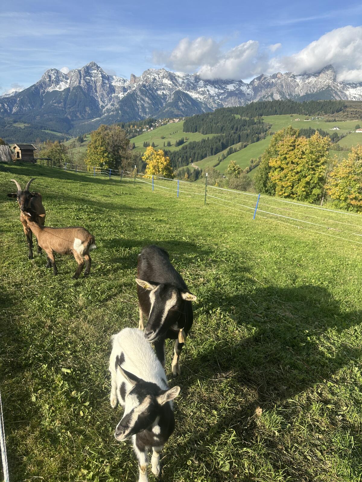 Ziege mit Kitz 1