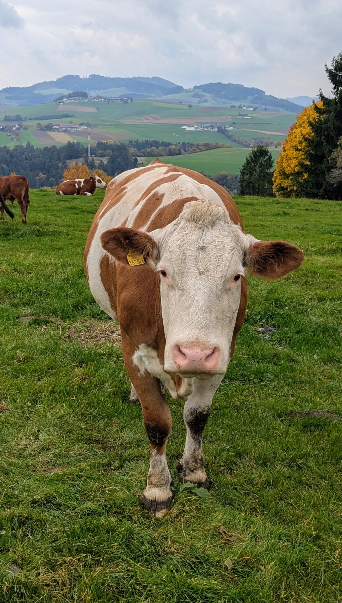 Verkaufe Bio-Mutterkühe mit Kalb (Weidehaltung) 1