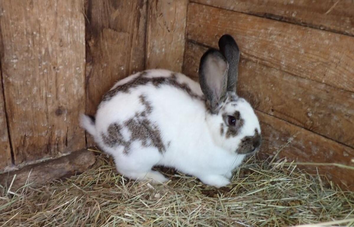 Englische Schecke, Kastrat 3