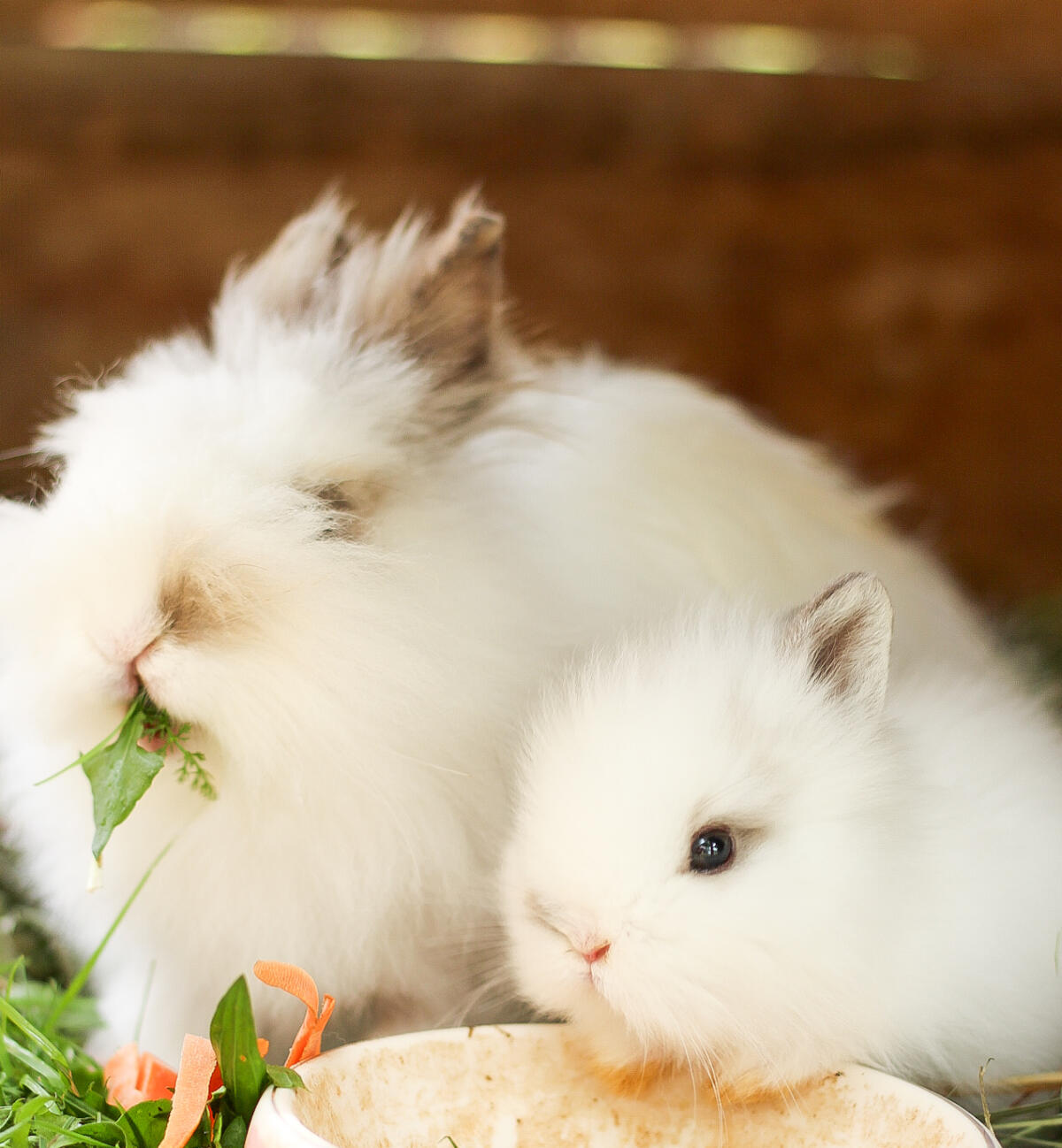 Reinrassige Teddyzwergkaninchen 2