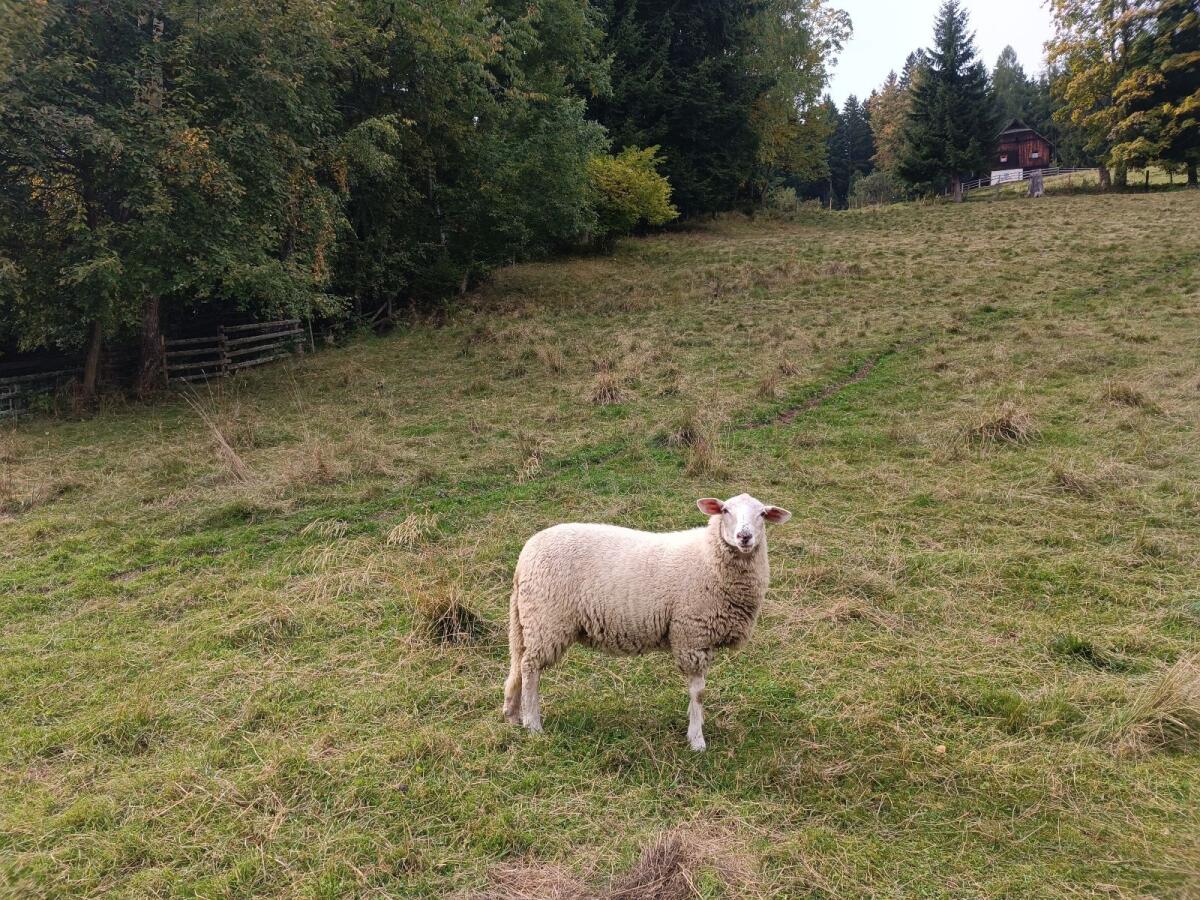 Jungschafe Merino Jura 2