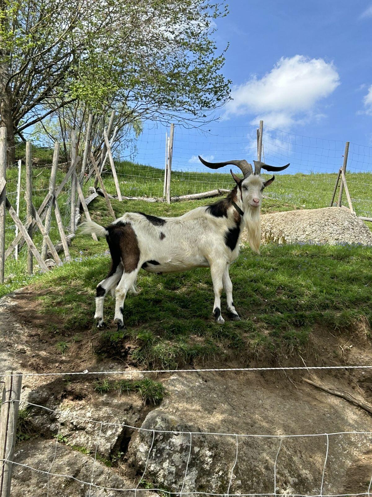Ziege + Bock 2