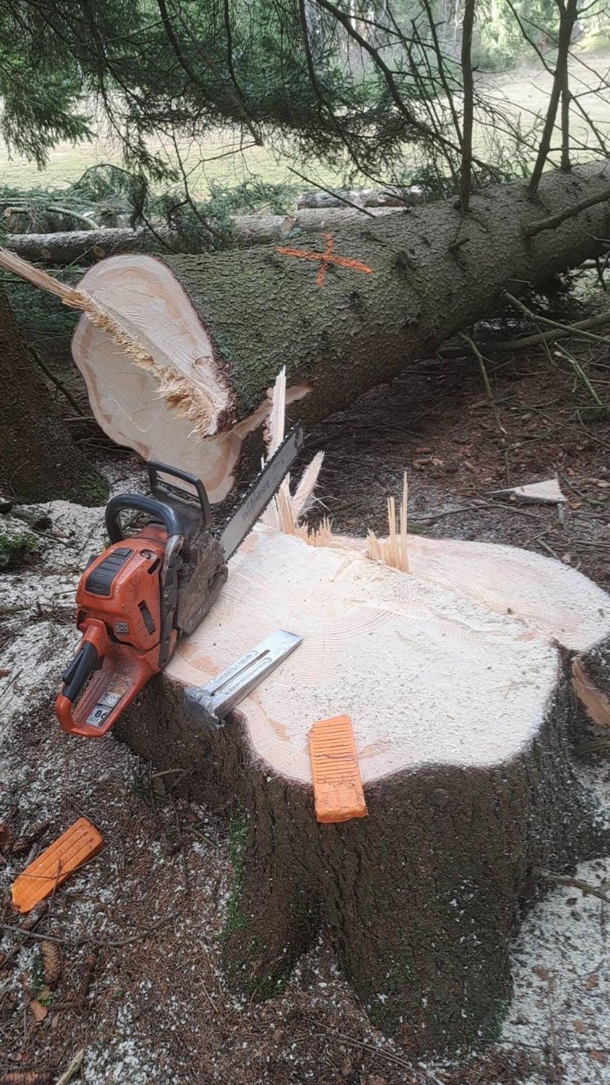 Holzschlägerung u. Rückung 3