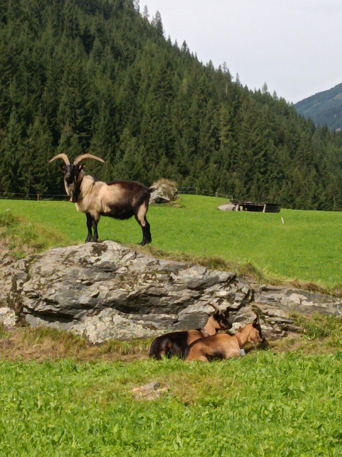 Passeirer Bock 1
