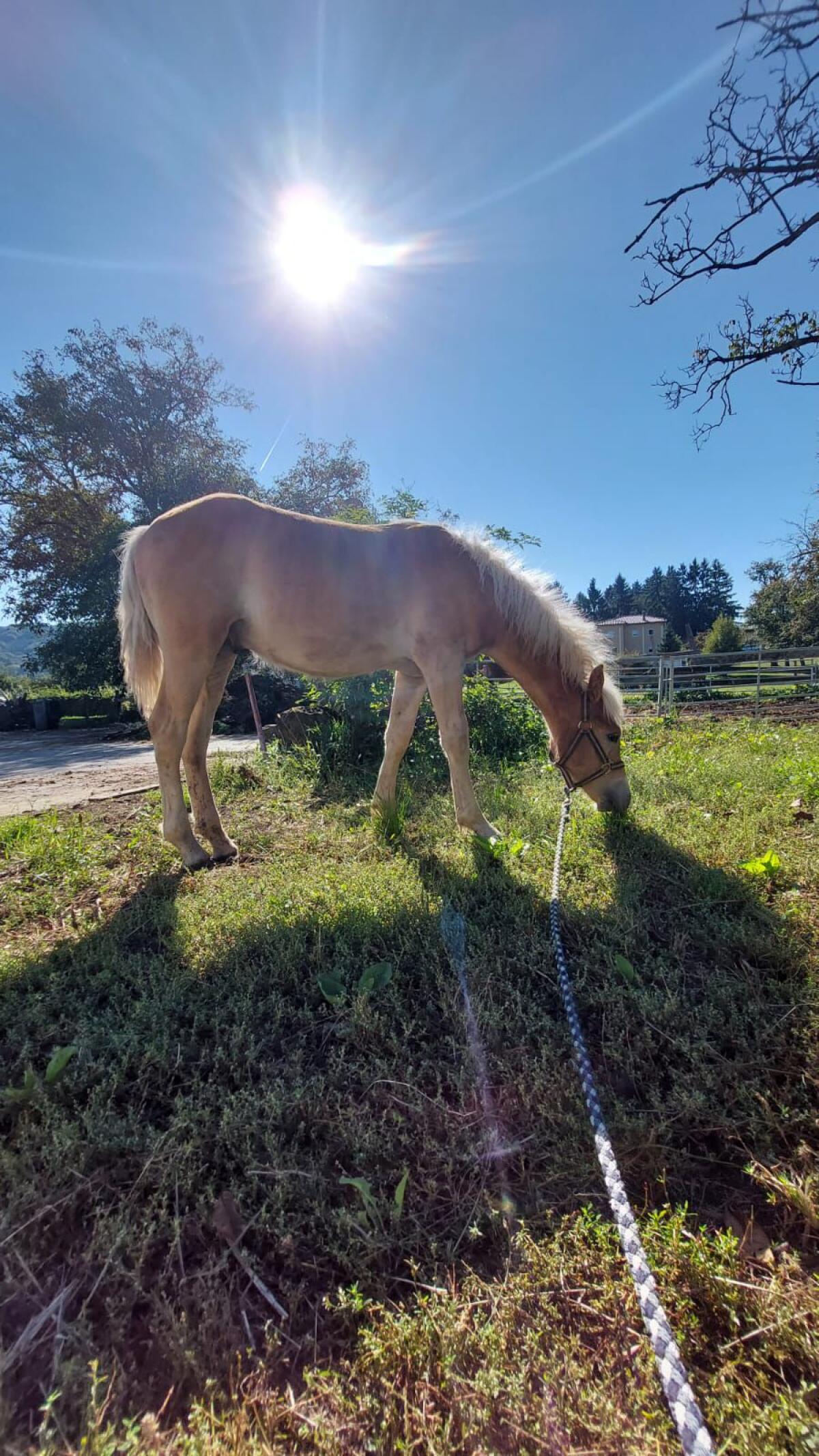 Haflinger Hengstfohlen Starlight 2