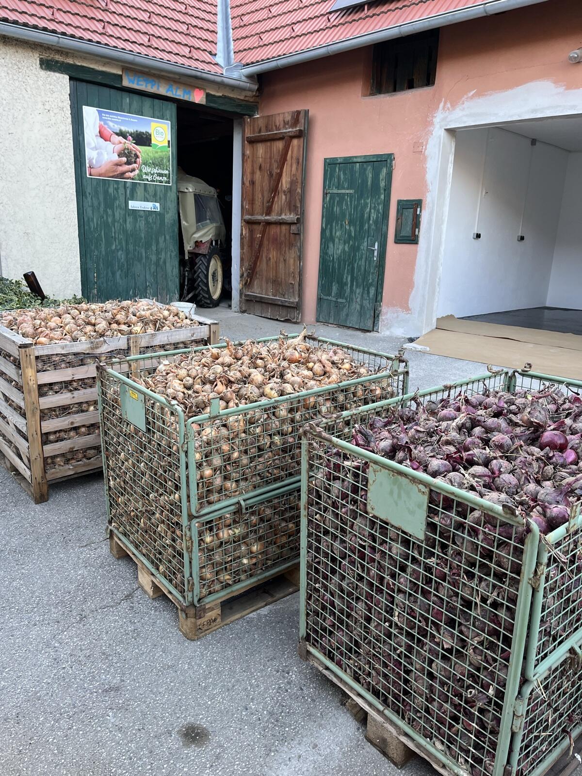 Bio Zwiebel rot und gelb 1
