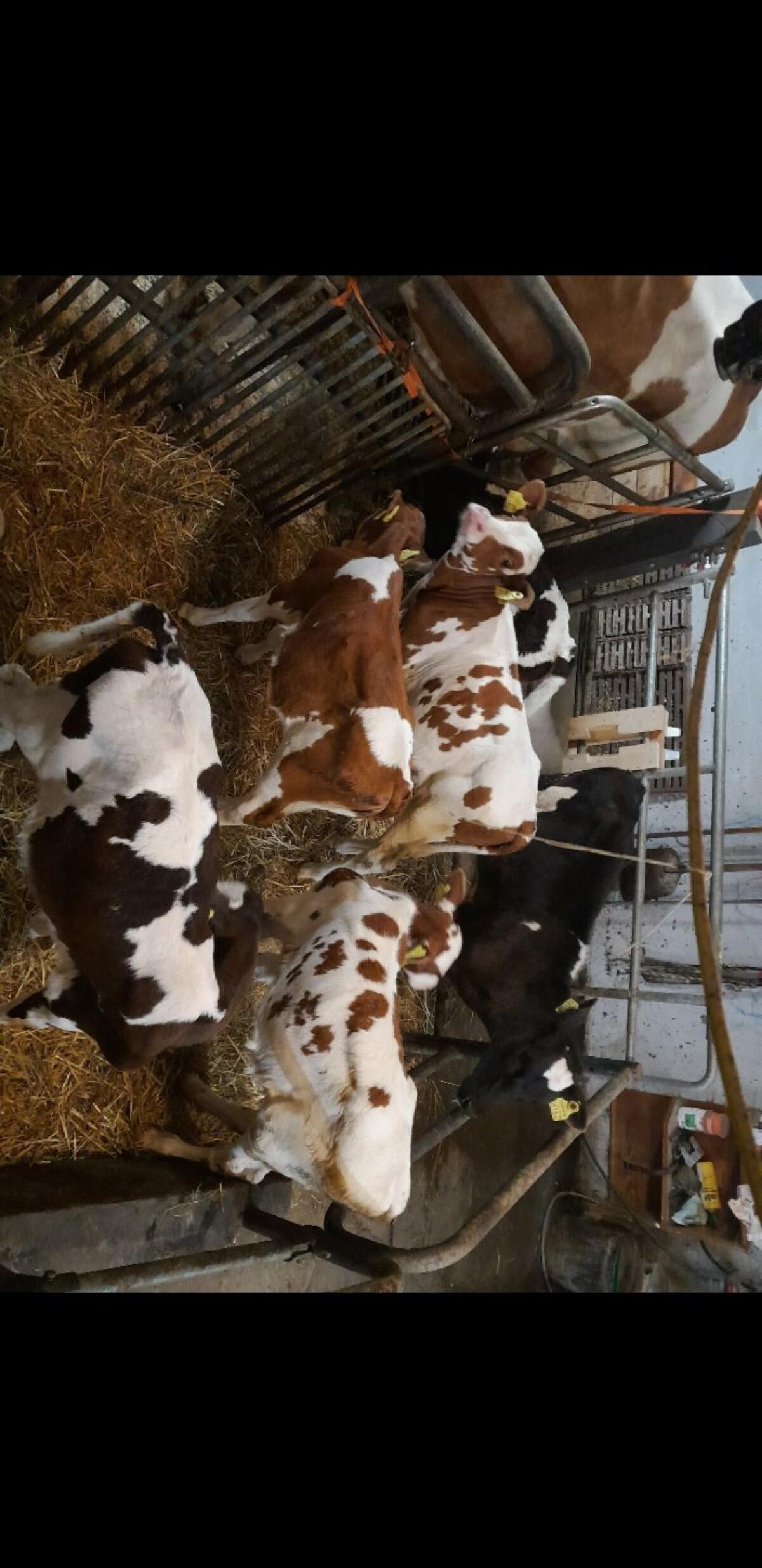 Kälber 1