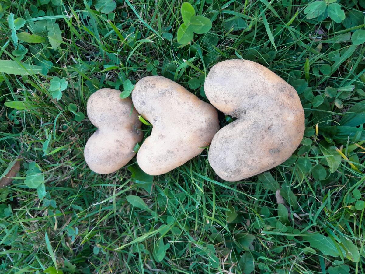 Speisekartoffeln Ditta - Zustellung möglich 2