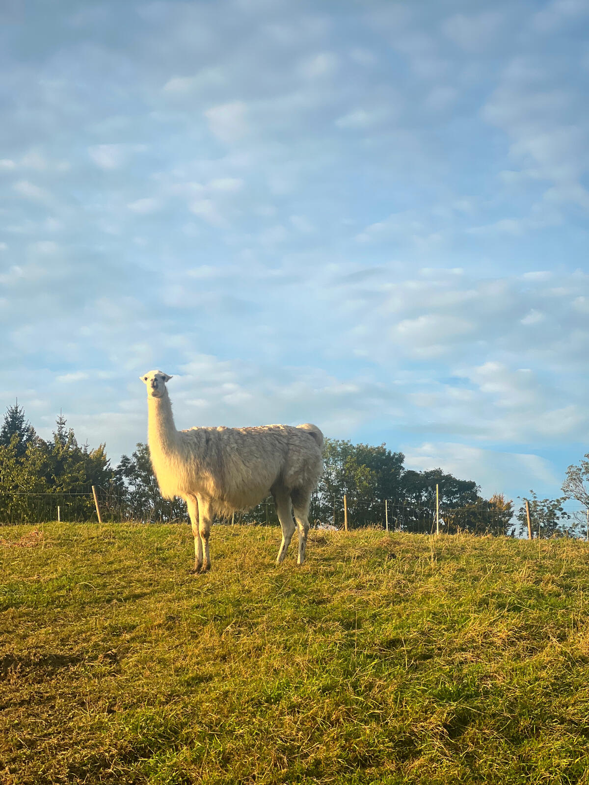 3 weibliche Lamas zu verkaufen 1