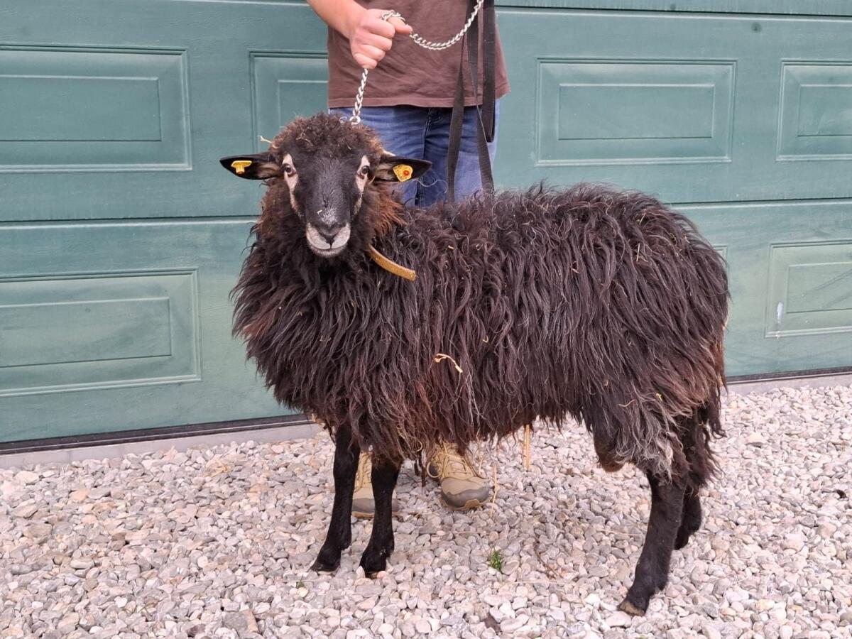 Gekörter Krainer Steinschaf Widder 1