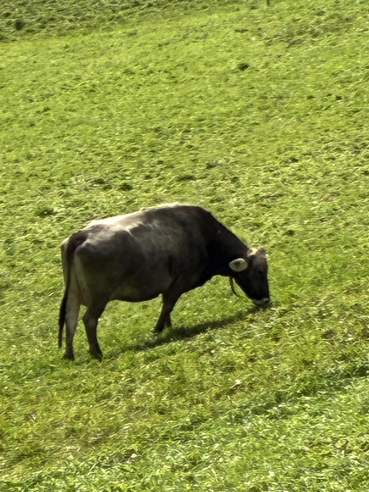 Bio Braunviehkuh 2