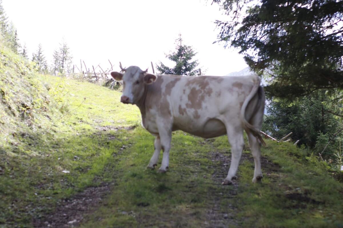Trächtige Fleckvieh-Kalbin 1