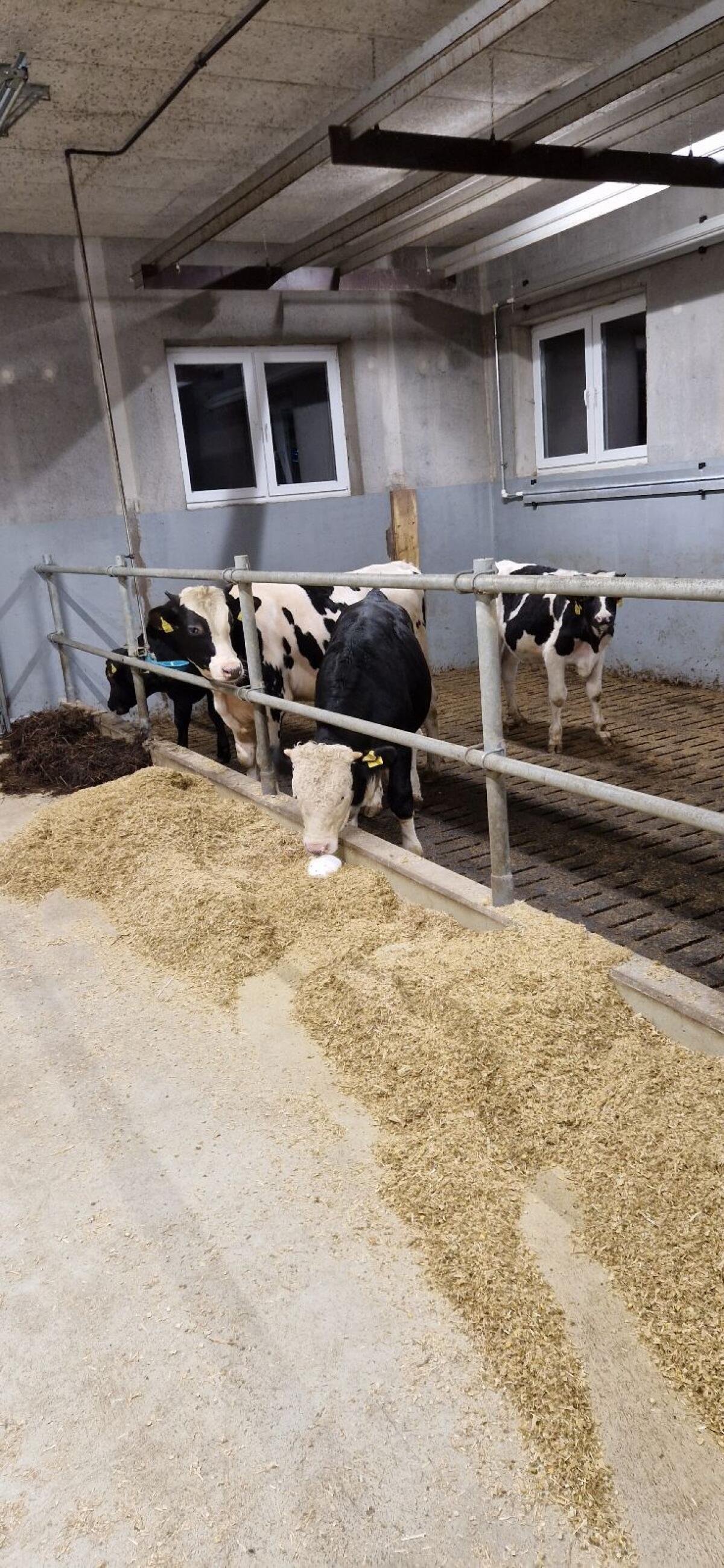 Stier Einsteller Fresser 1